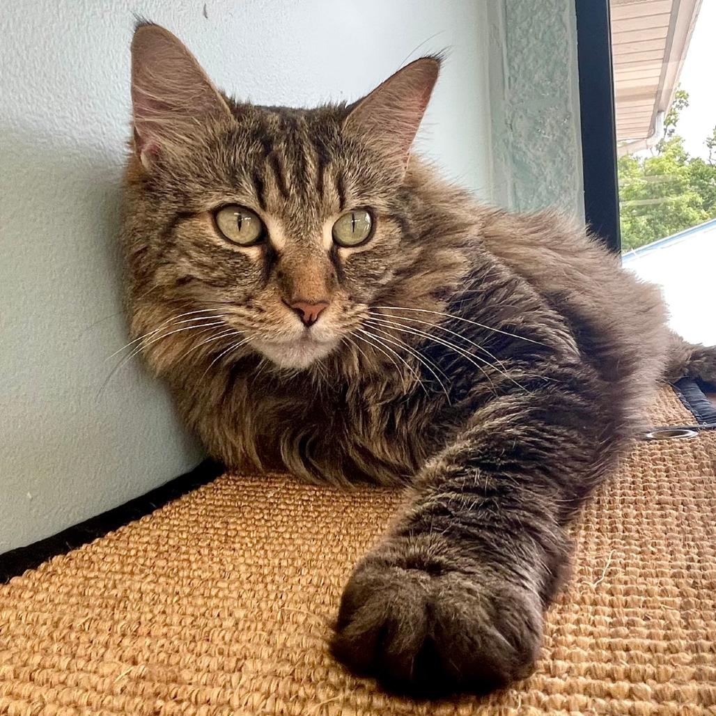 Lola Bug, Adoptable, Senior Female Domestic Long Hair & Domestic Short Hair.