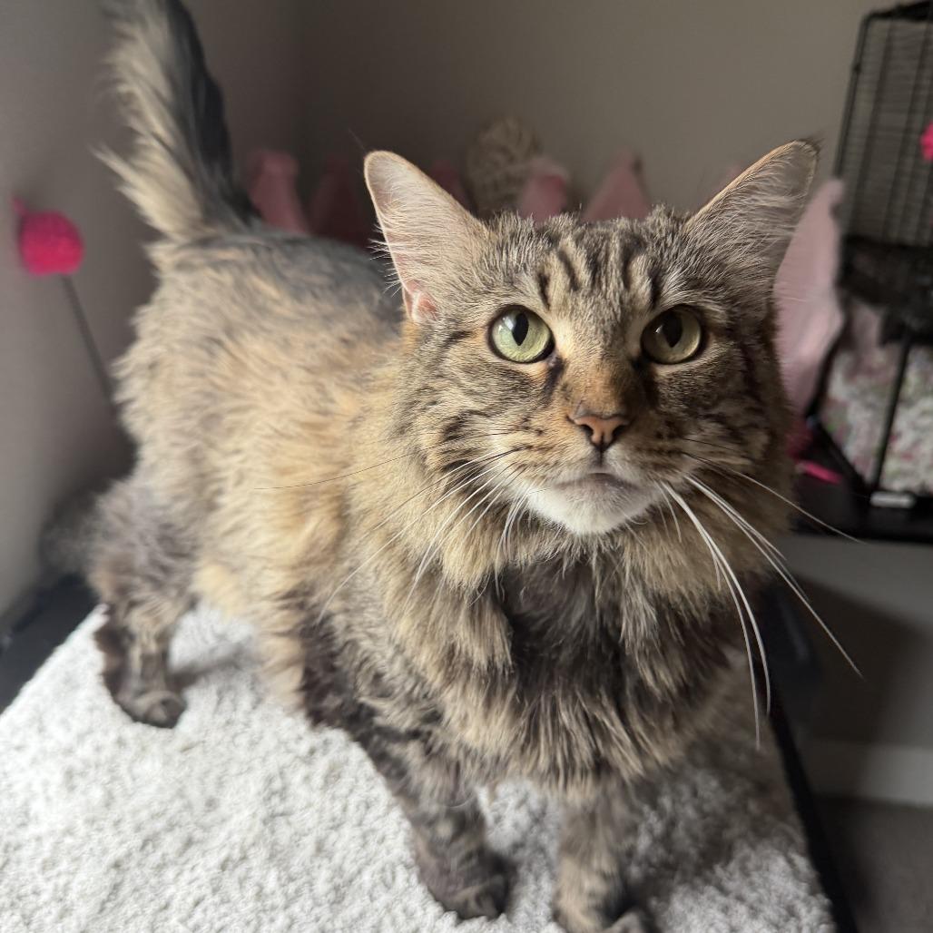 Lola Bug, a Adoptable mixed breed in Deerfield, IL image 2/5