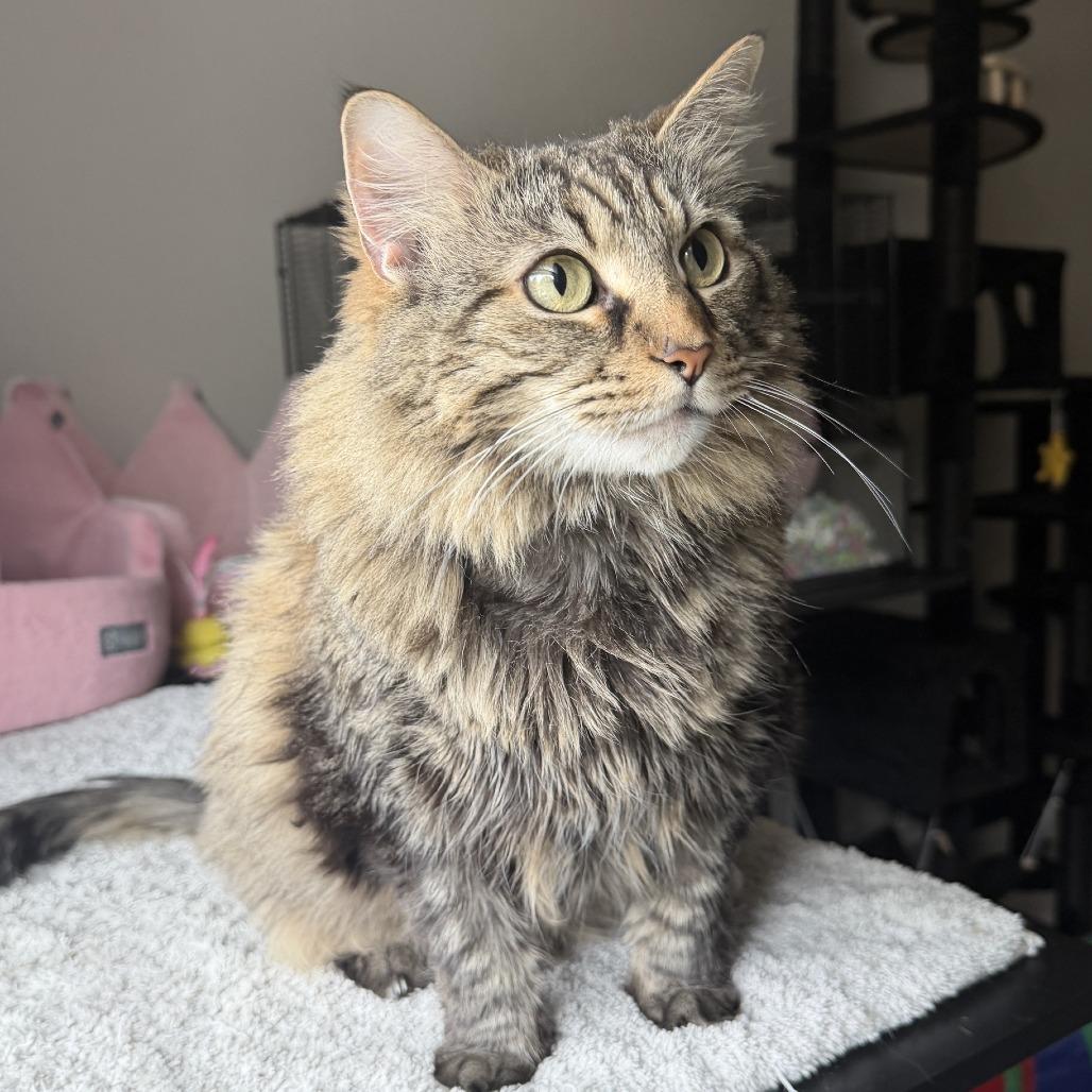 Lola Bug, a Adoptable mixed breed in Deerfield, IL image 3/5