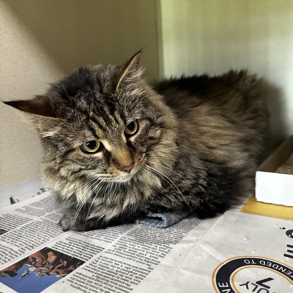 Lola Bug, a Adoptable mixed breed in Deerfield, IL image 4/5