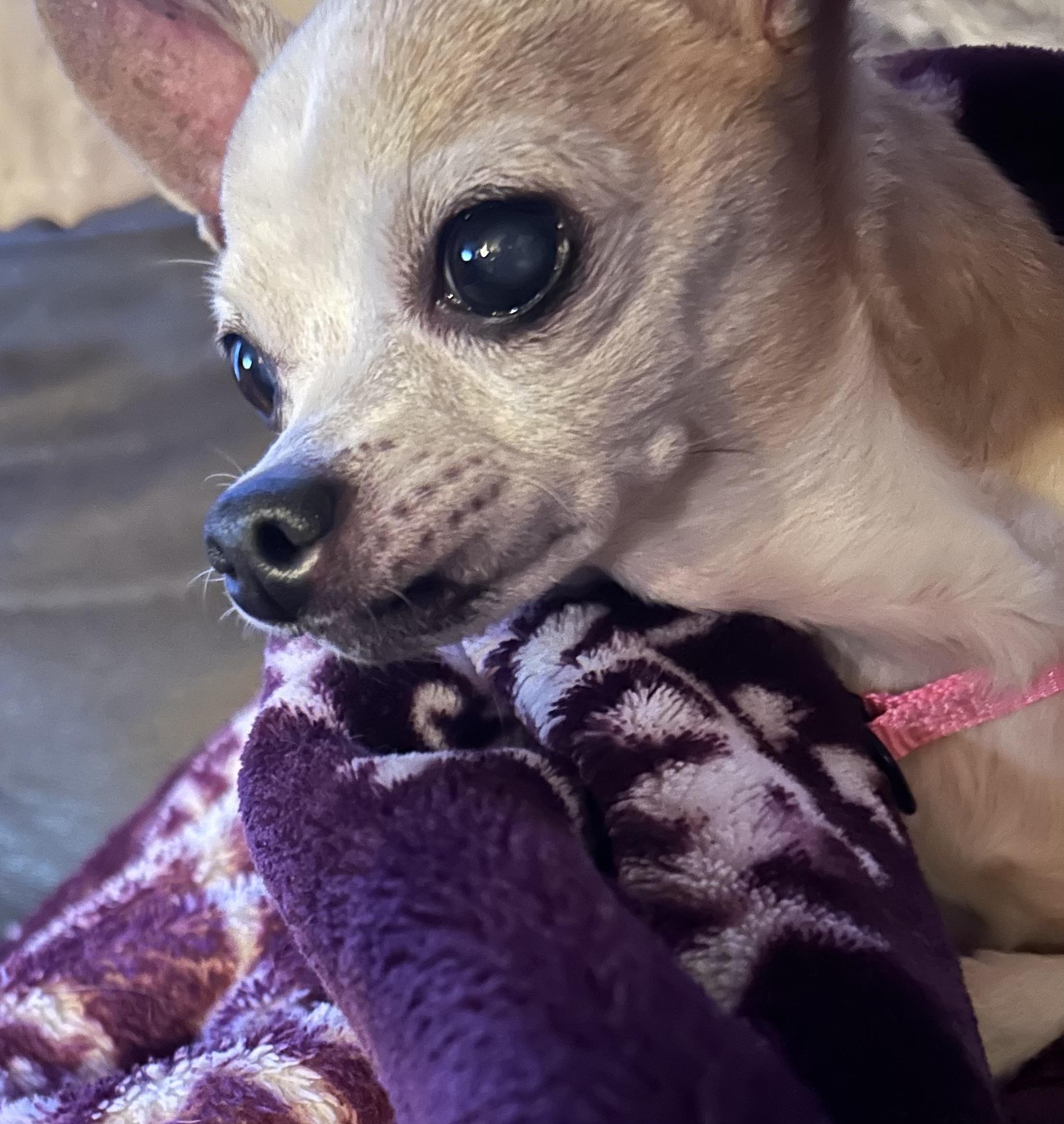 Enlarge Wren, a Adoptable Chihuahua in Tyler Hill, PA image 2/2