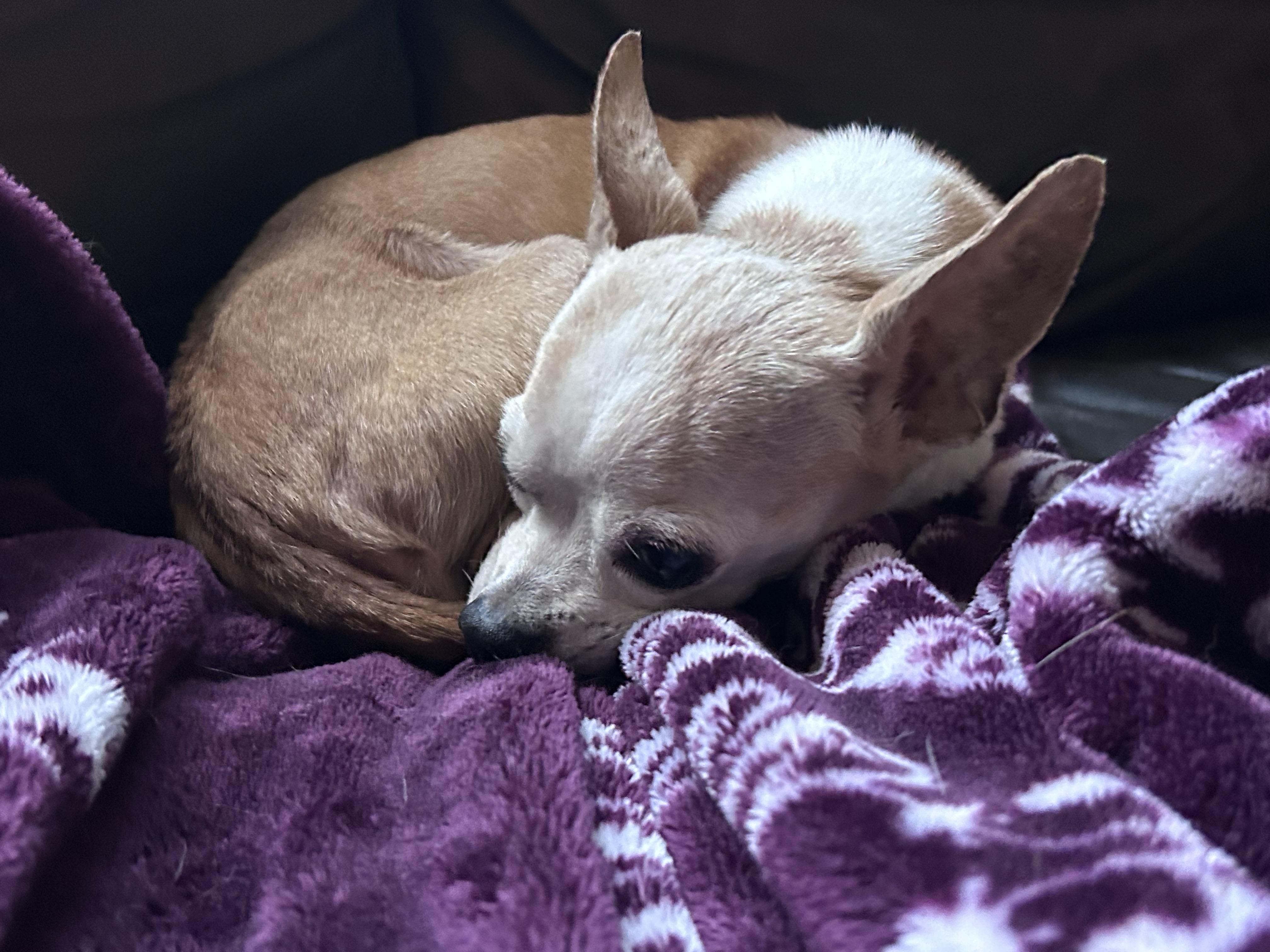 Enlarge Wren, a Adoptable Chihuahua in Tyler Hill, PA image 1/2