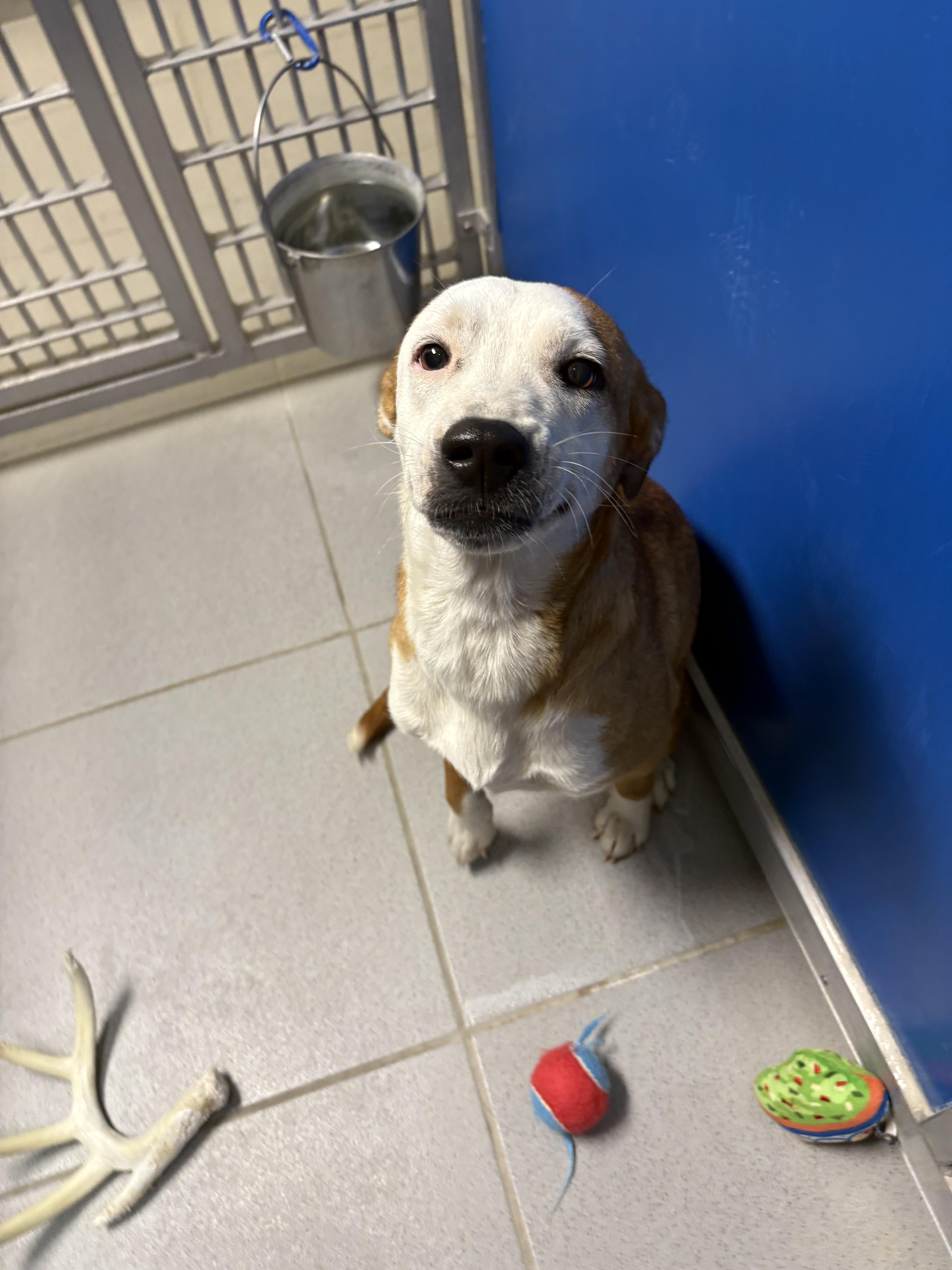 Stray Dog, an adoptable Australian Cattle Dog / Blue Heeler in Hays, KS, 67601 | Photo Image 1