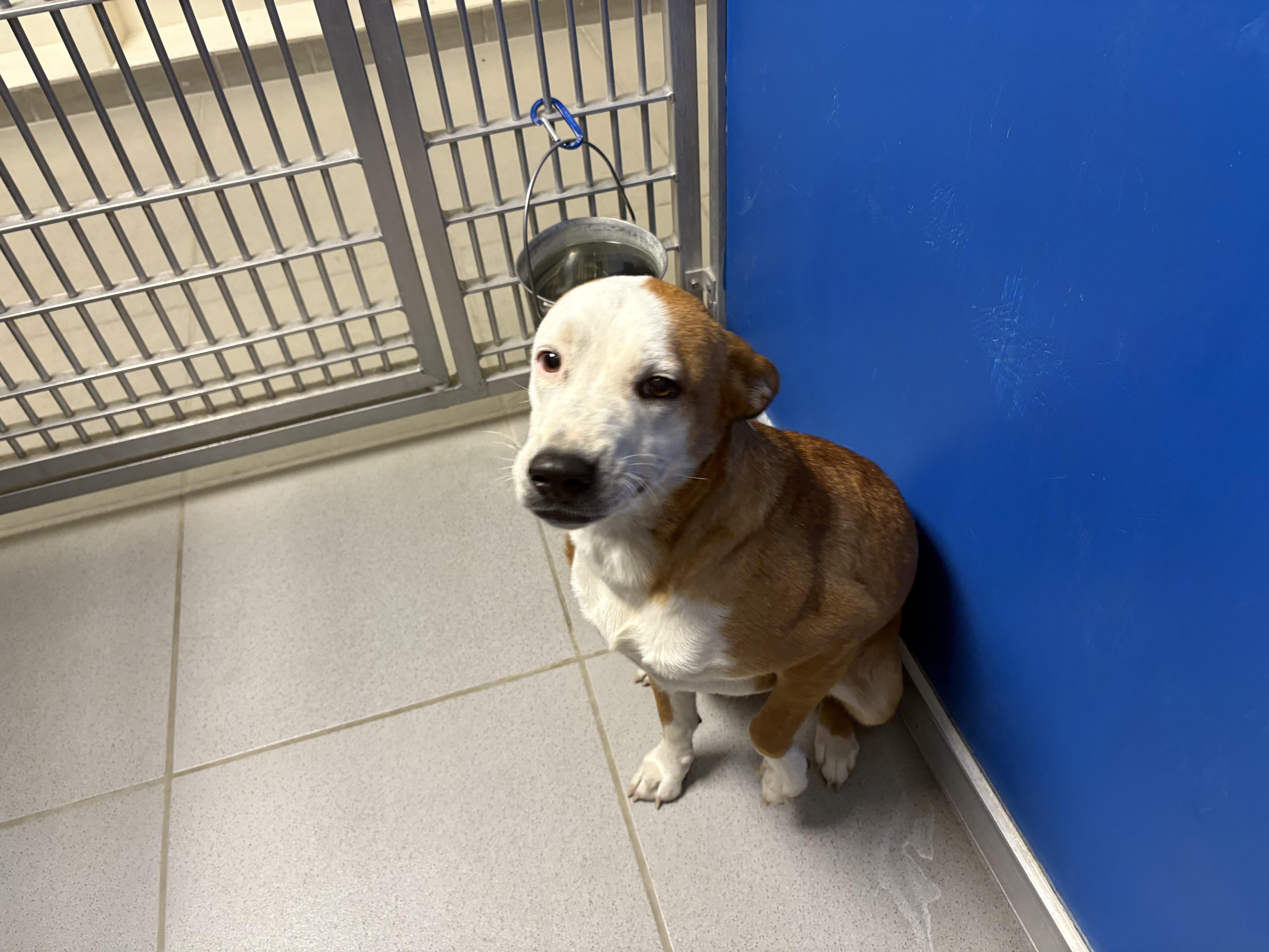Stray Dog, an adoptable Australian Cattle Dog / Blue Heeler in Hays, KS, 67601 | Photo Image 5