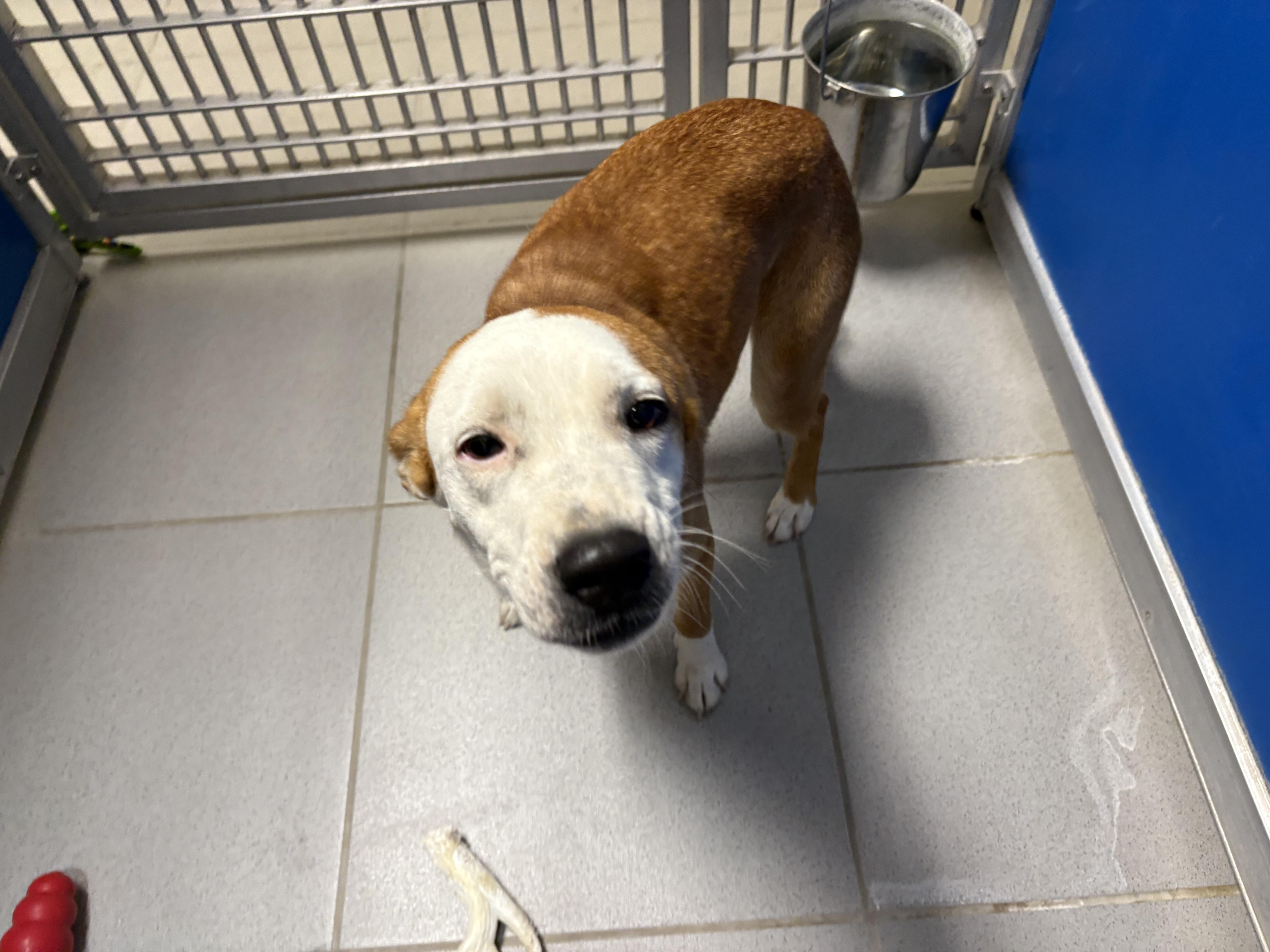 Stray Dog, an adoptable Australian Cattle Dog / Blue Heeler in Hays, KS, 67601 | Photo Image 2