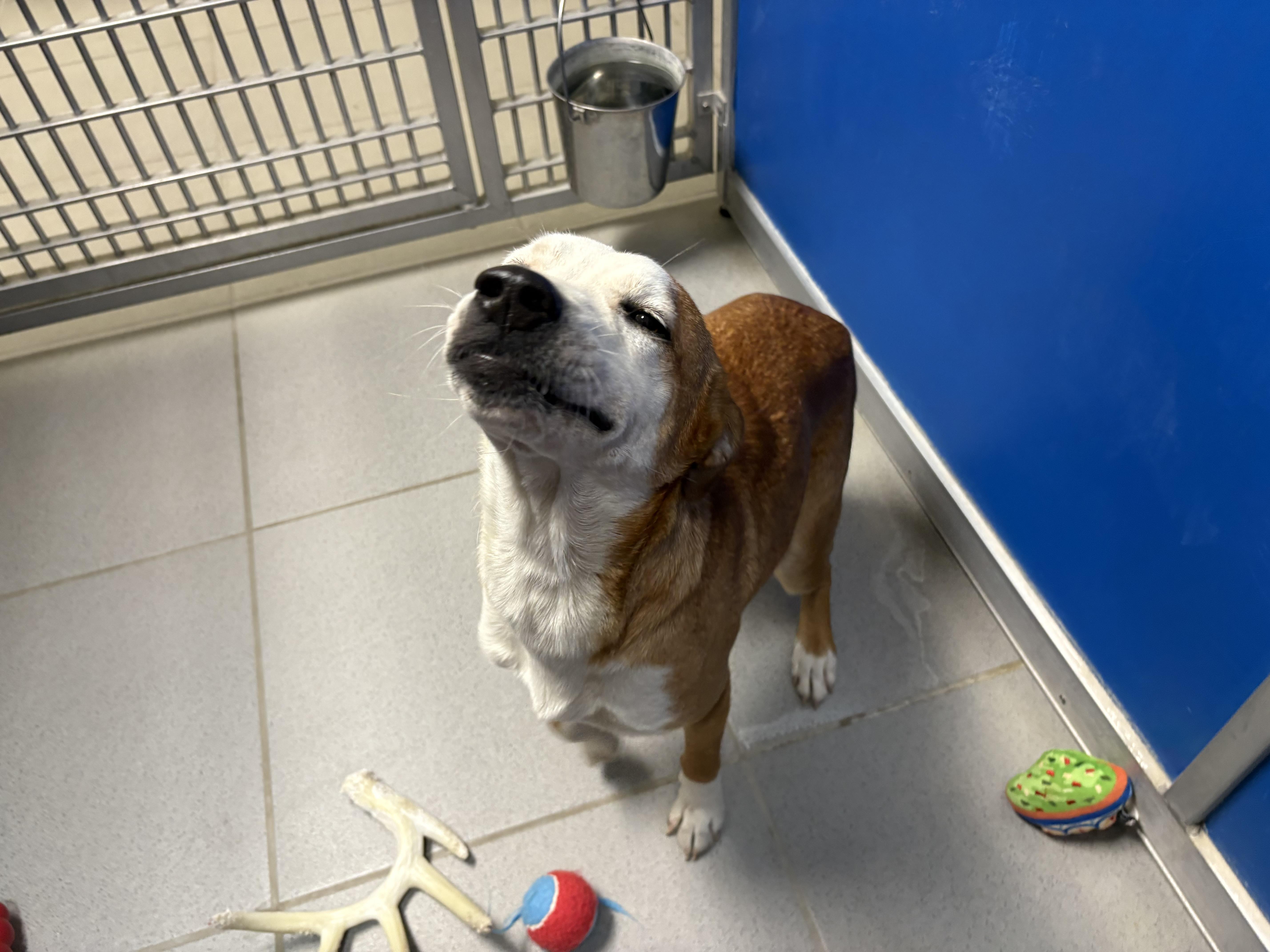 Stray Dog, an adoptable Australian Cattle Dog / Blue Heeler in Hays, KS, 67601 | Photo Image 3