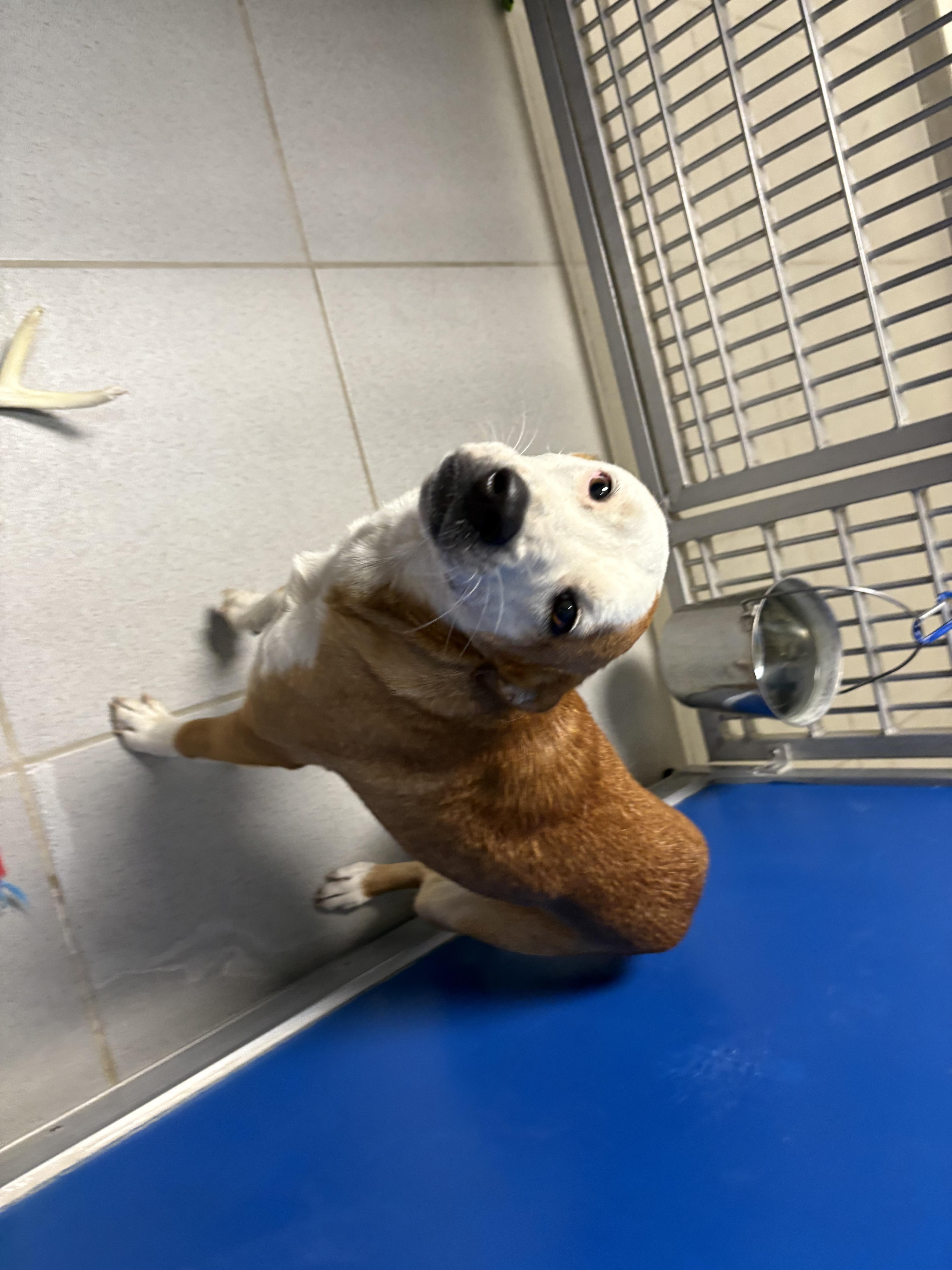 Stray Dog, an adoptable Australian Cattle Dog / Blue Heeler in Hays, KS, 67601 | Photo Image 6