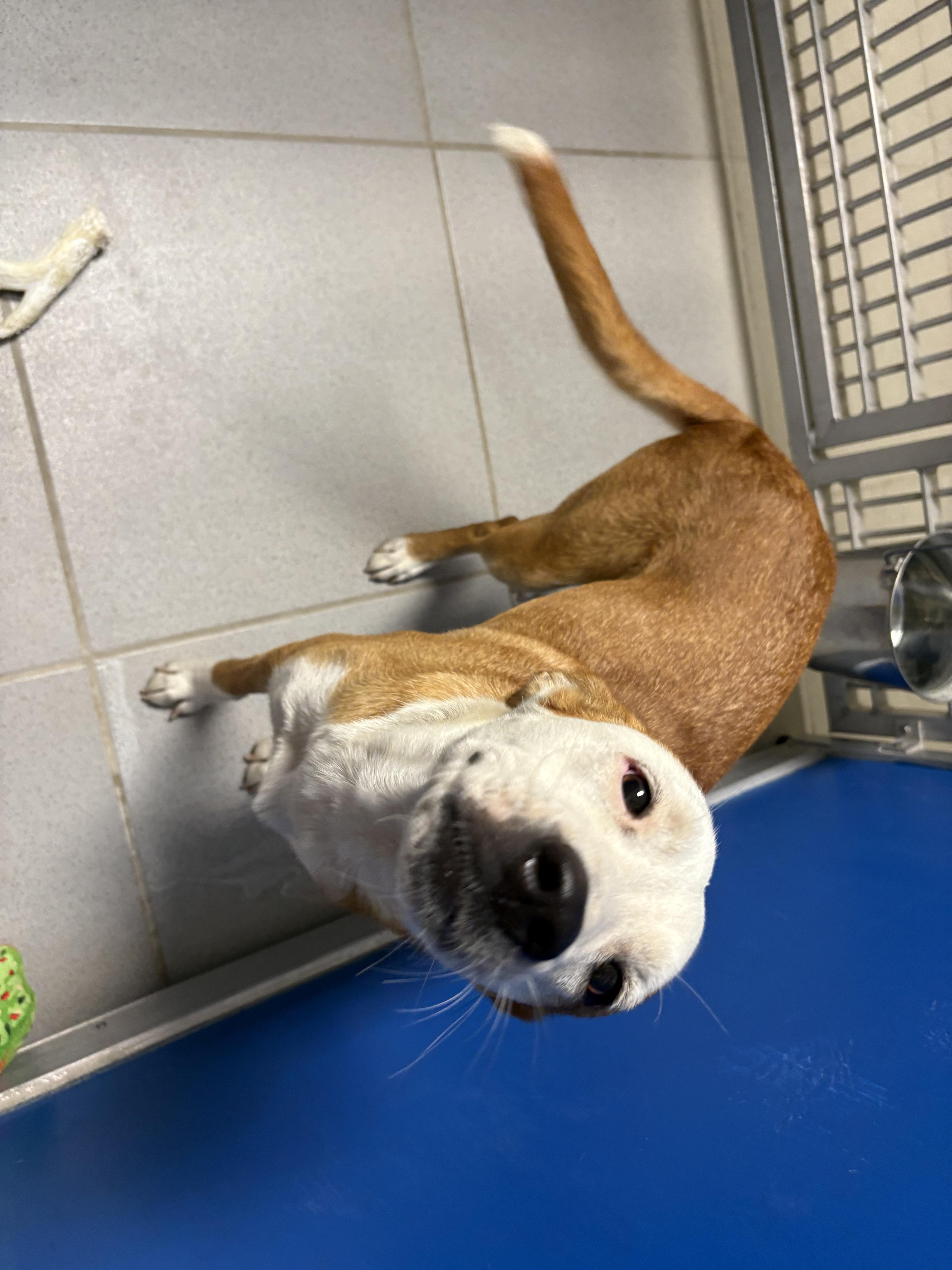 Stray Dog, an adoptable Australian Cattle Dog / Blue Heeler in Hays, KS, 67601 | Photo Image 4