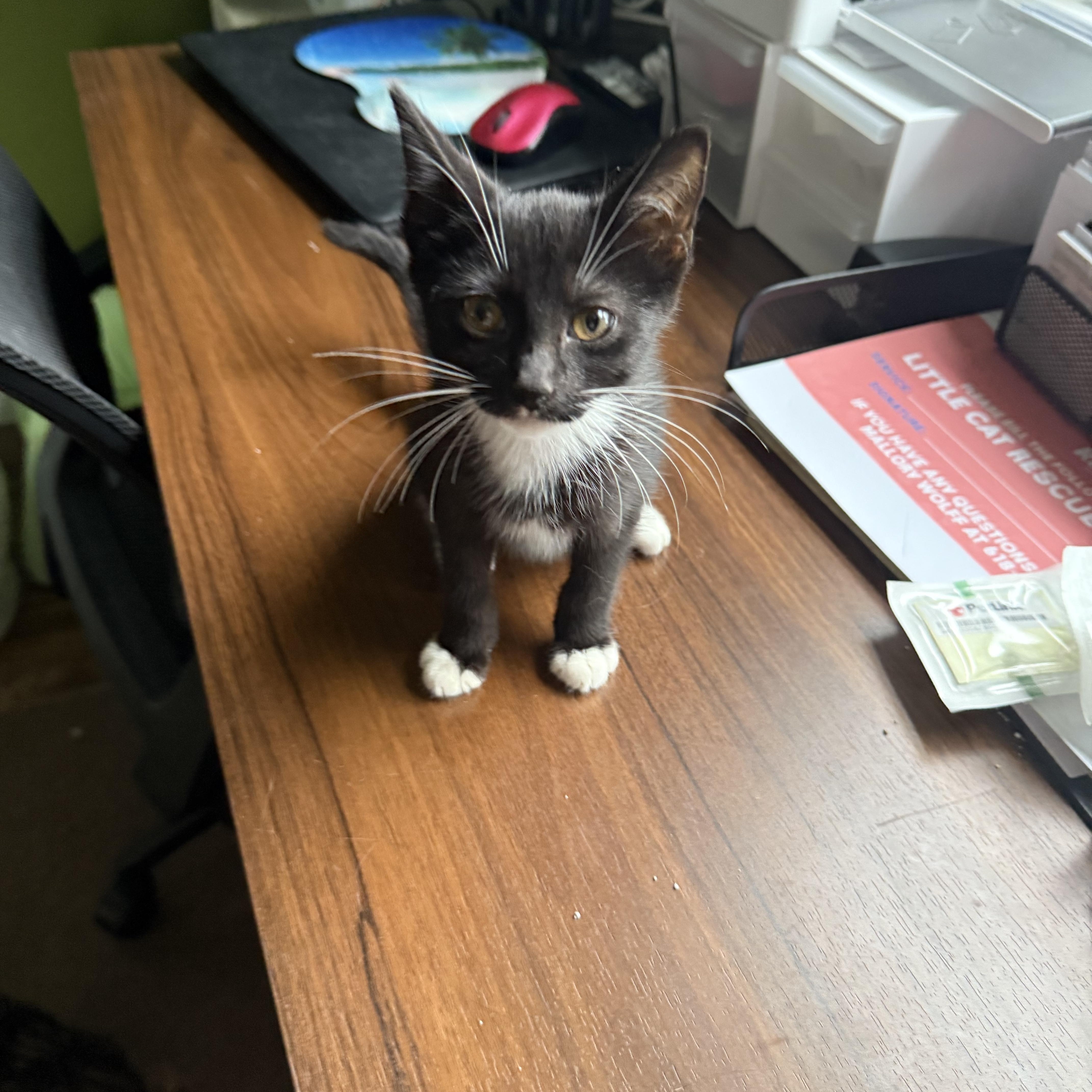 Photo of Baby Male Tuxedo