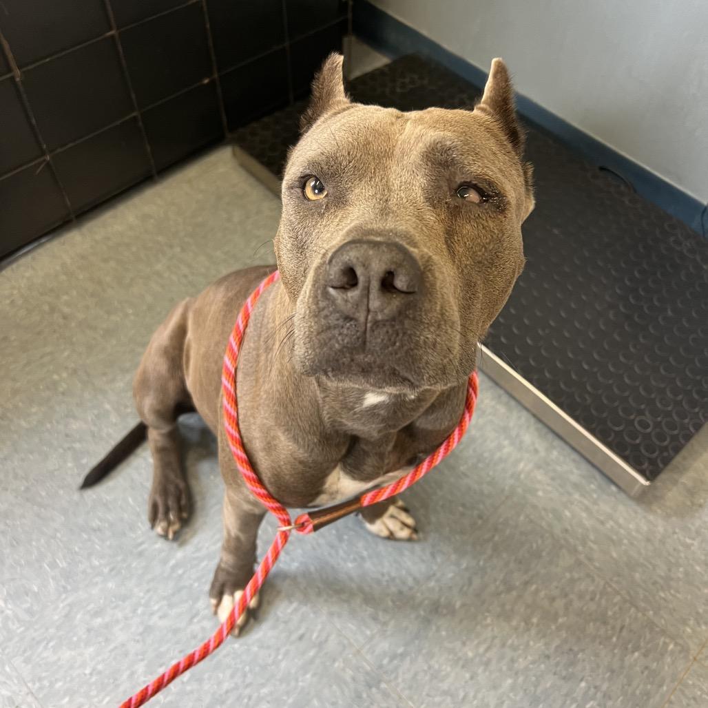 Lorelei, a Adoptable Pit Bull Terrier in Bellevue, WA image 1/6