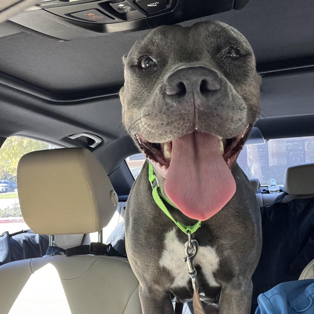 Lorelei, a Adoptable Pit Bull Terrier in Bellevue, WA image 2/6