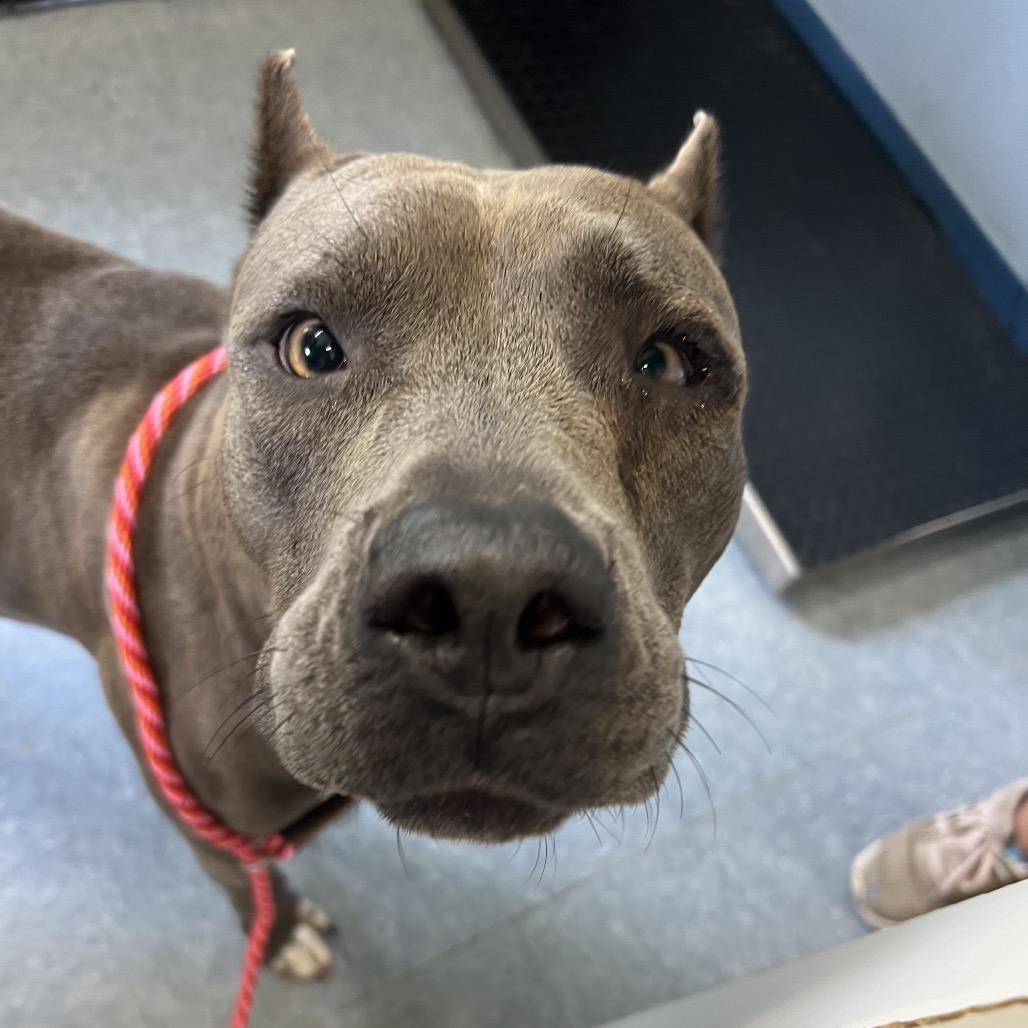 Lorelei, a Adoptable Pit Bull Terrier in Bellevue, WA image 3/6