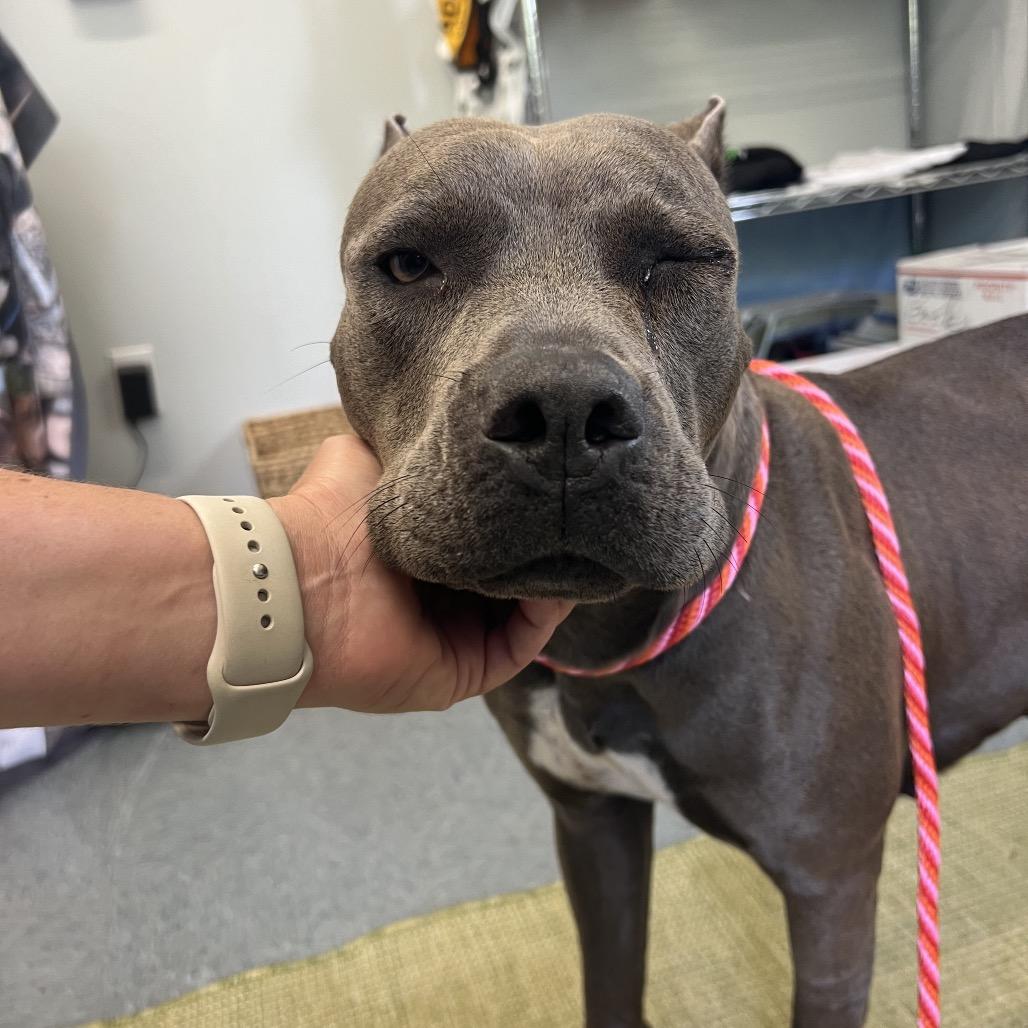 Lorelei, a Adoptable Pit Bull Terrier in Bellevue, WA image 4/6