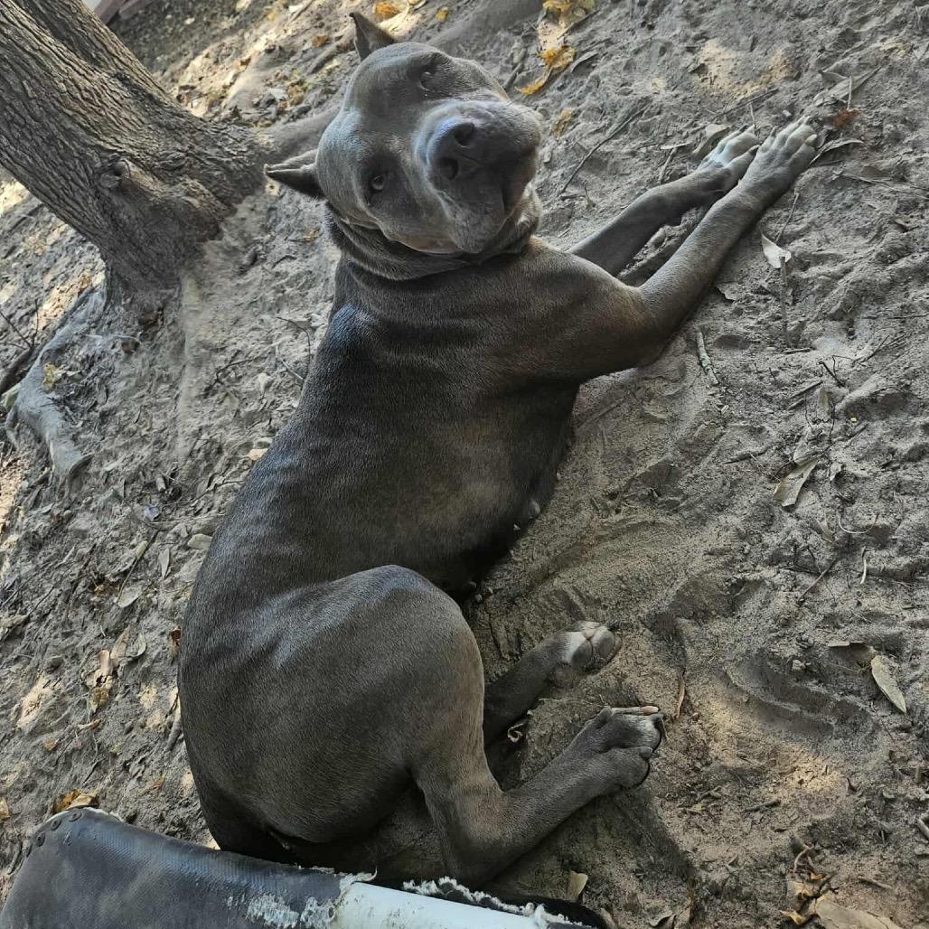 Lorelei, a Adoptable Pit Bull Terrier in Bellevue, WA image 6/6