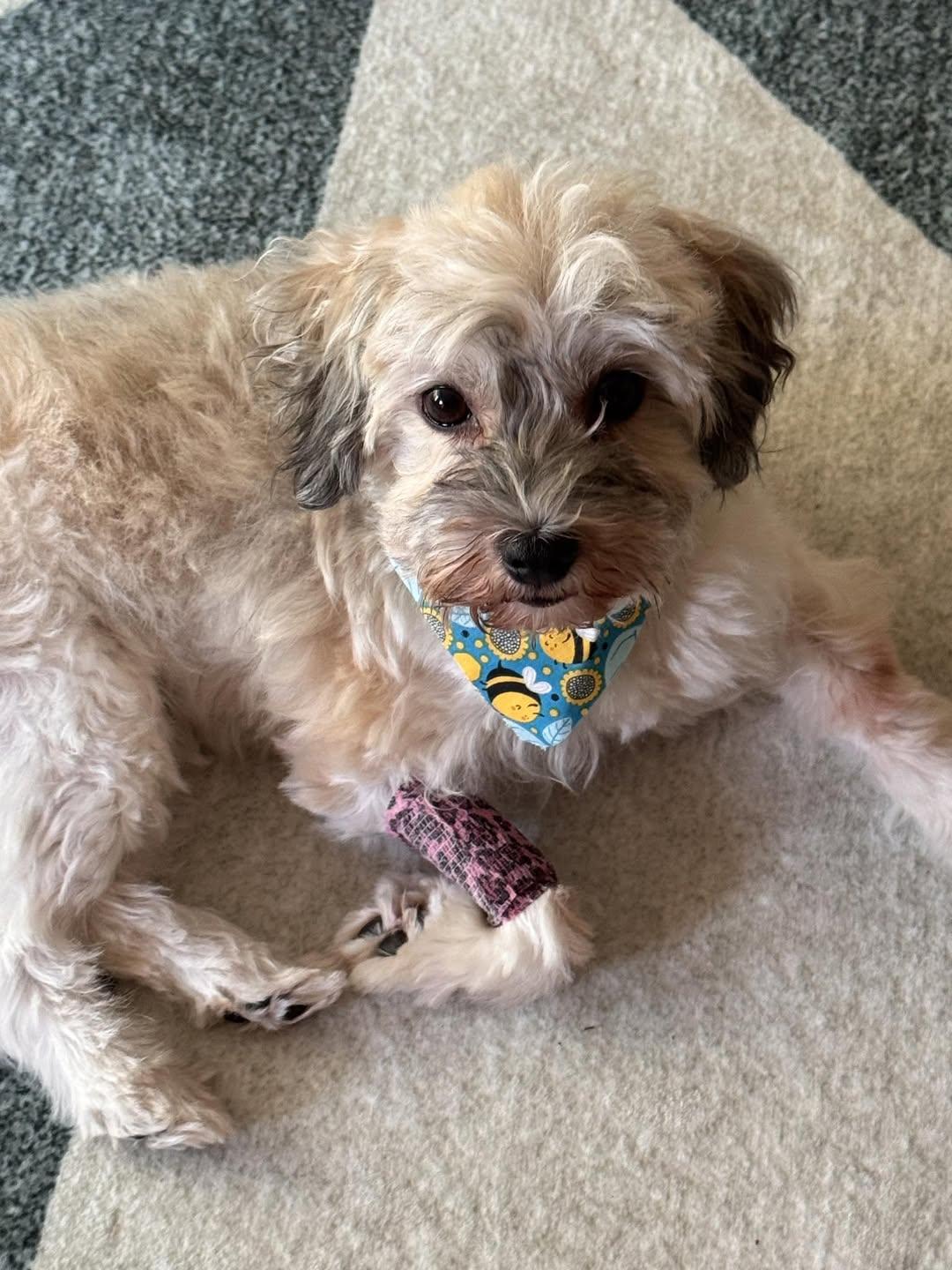 Enlarge Fiona in Plymouth, Michigan, a ADOPTABLE Havanese in Livonia, MI image 2/6