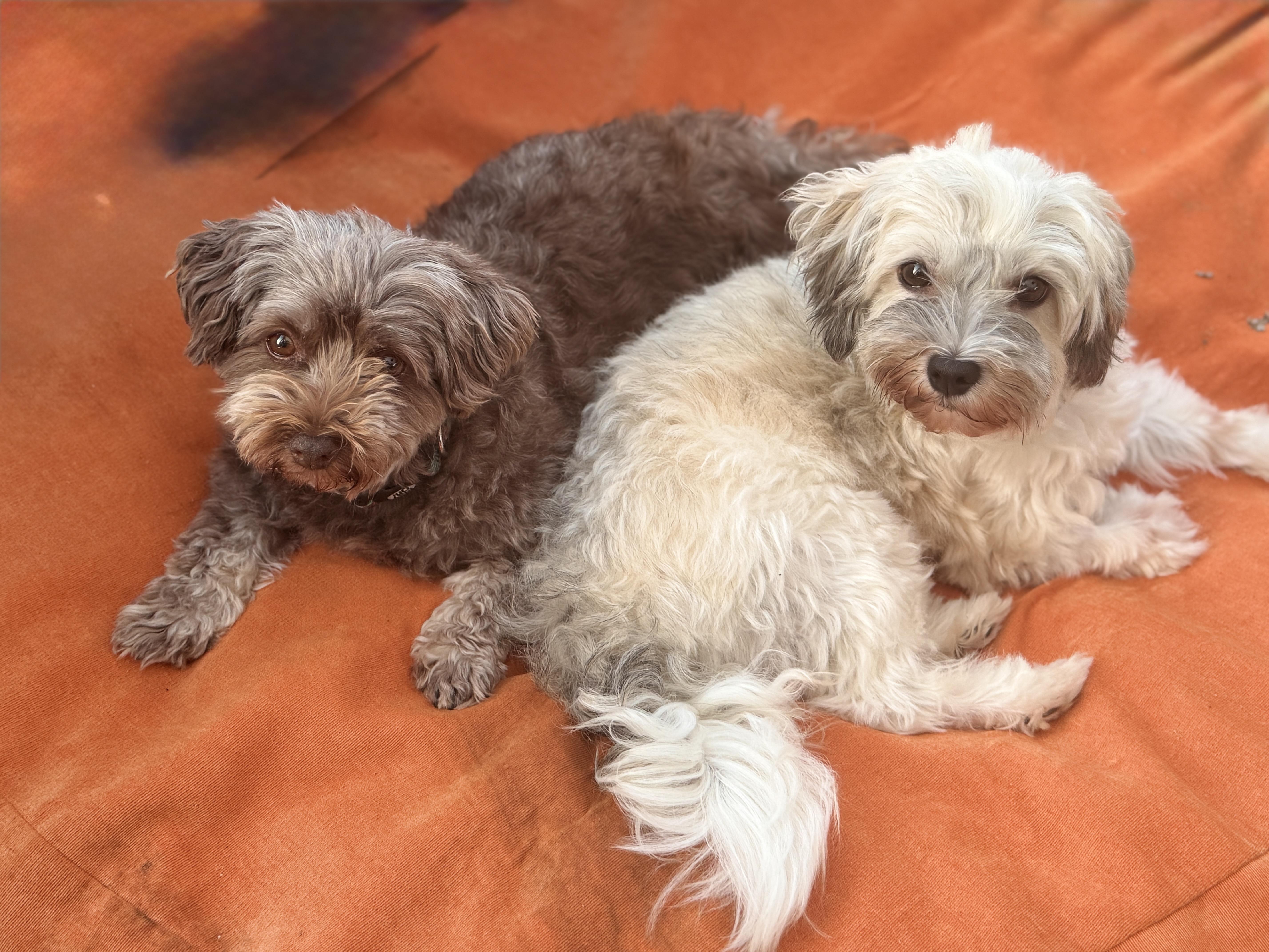 Enlarge Fiona in Plymouth, Michigan, a ADOPTABLE Havanese in Livonia, MI image 3/6