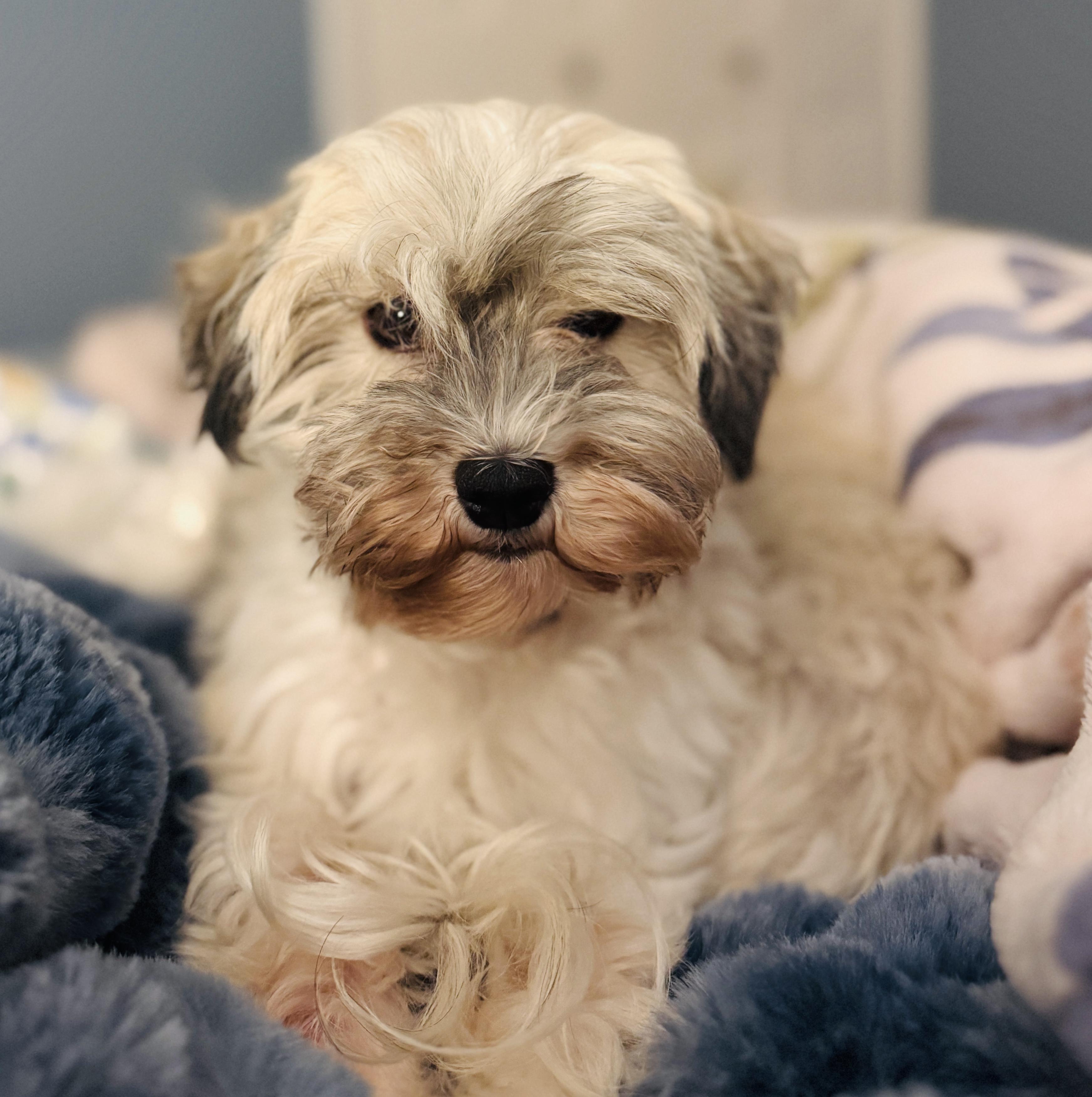 Enlarge Fiona in Plymouth, Michigan, a ADOPTABLE Havanese in Livonia, MI image 5/6