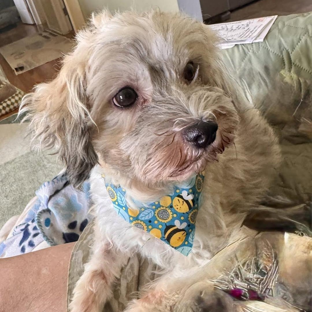 Enlarge Fiona in Plymouth, Michigan, a ADOPTABLE Havanese in Livonia, MI image 1/6