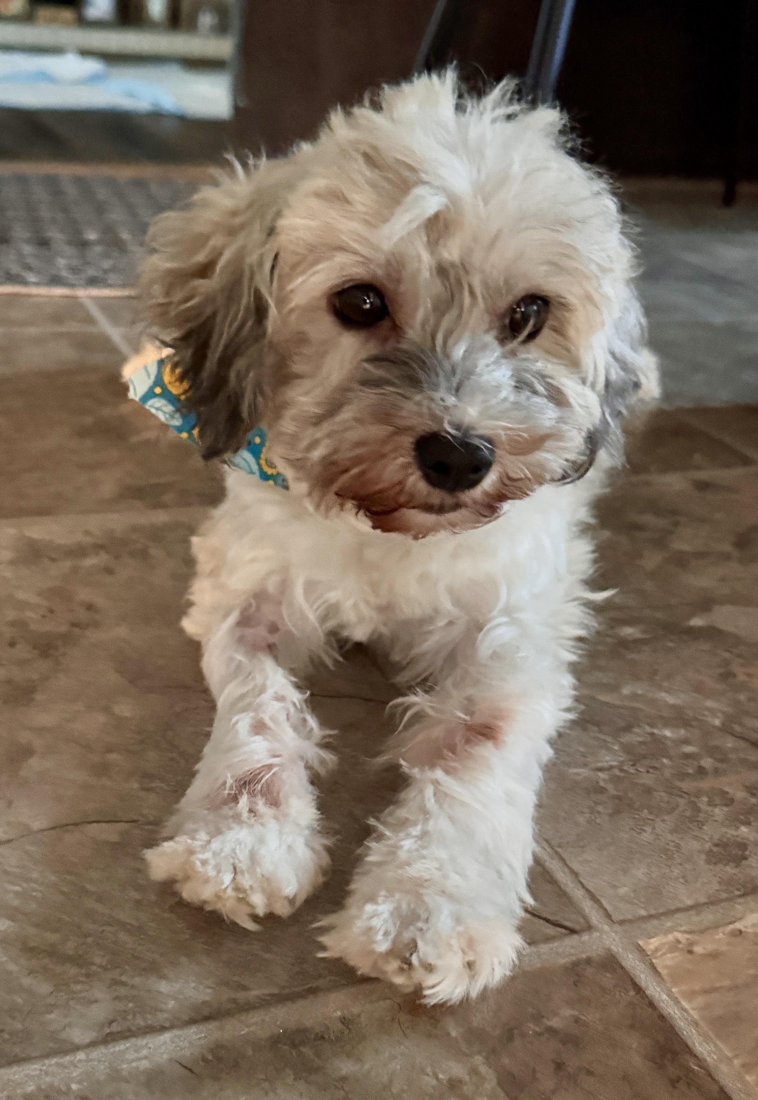 Enlarge Fiona in Plymouth, Michigan, a ADOPTABLE Havanese in Livonia, MI image 4/6