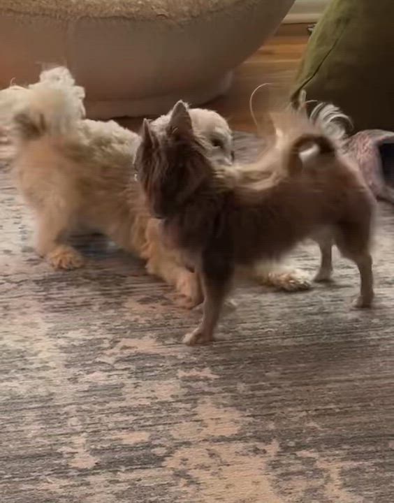 Enlarge Fiona in Plymouth, Michigan, a ADOPTABLE Havanese in Livonia, MI video 6/6