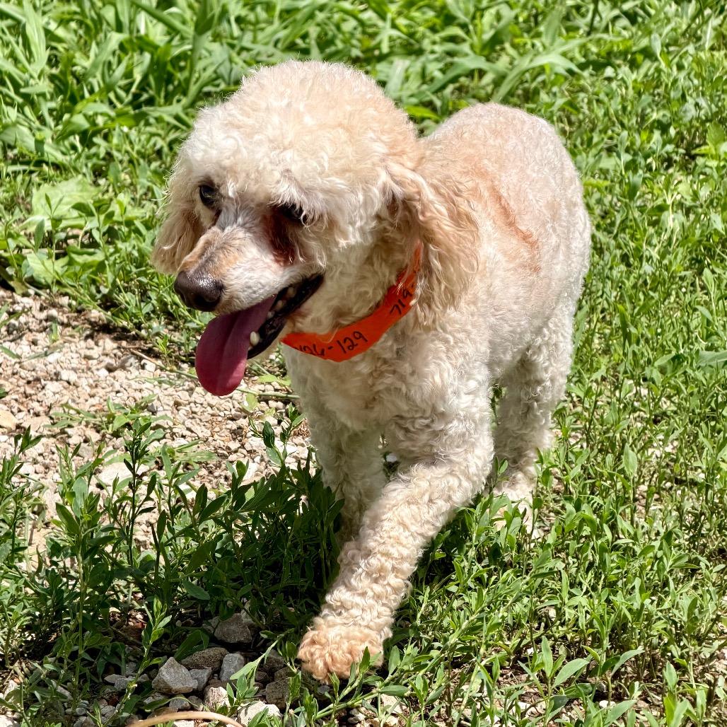 Speed - Missouri MY26-129, Adoptable, Adult Male Miniature Poodle.