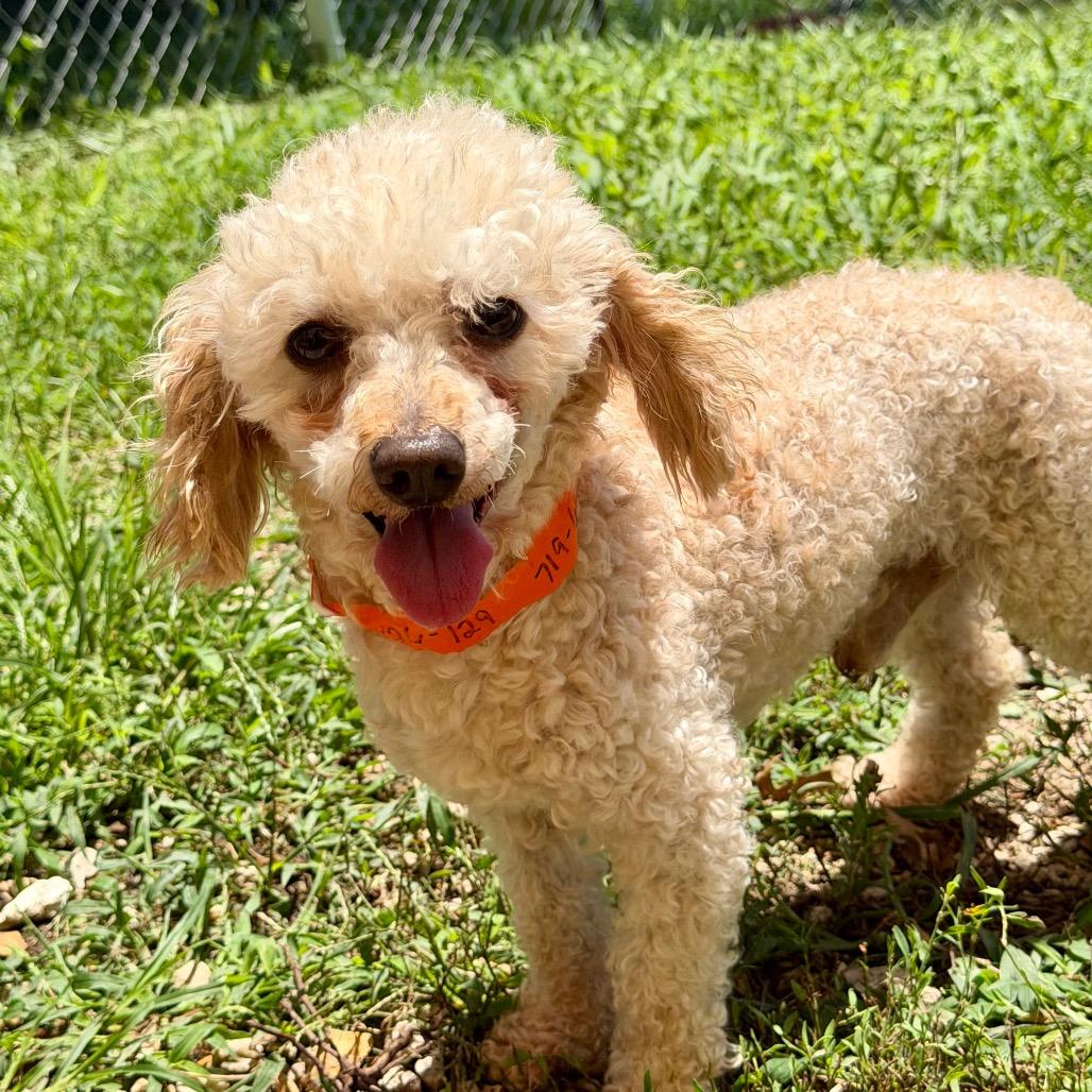 Speed - Missouri MY26-129, a Adoptable Miniature Poodle in Humansville, MO image 2/6