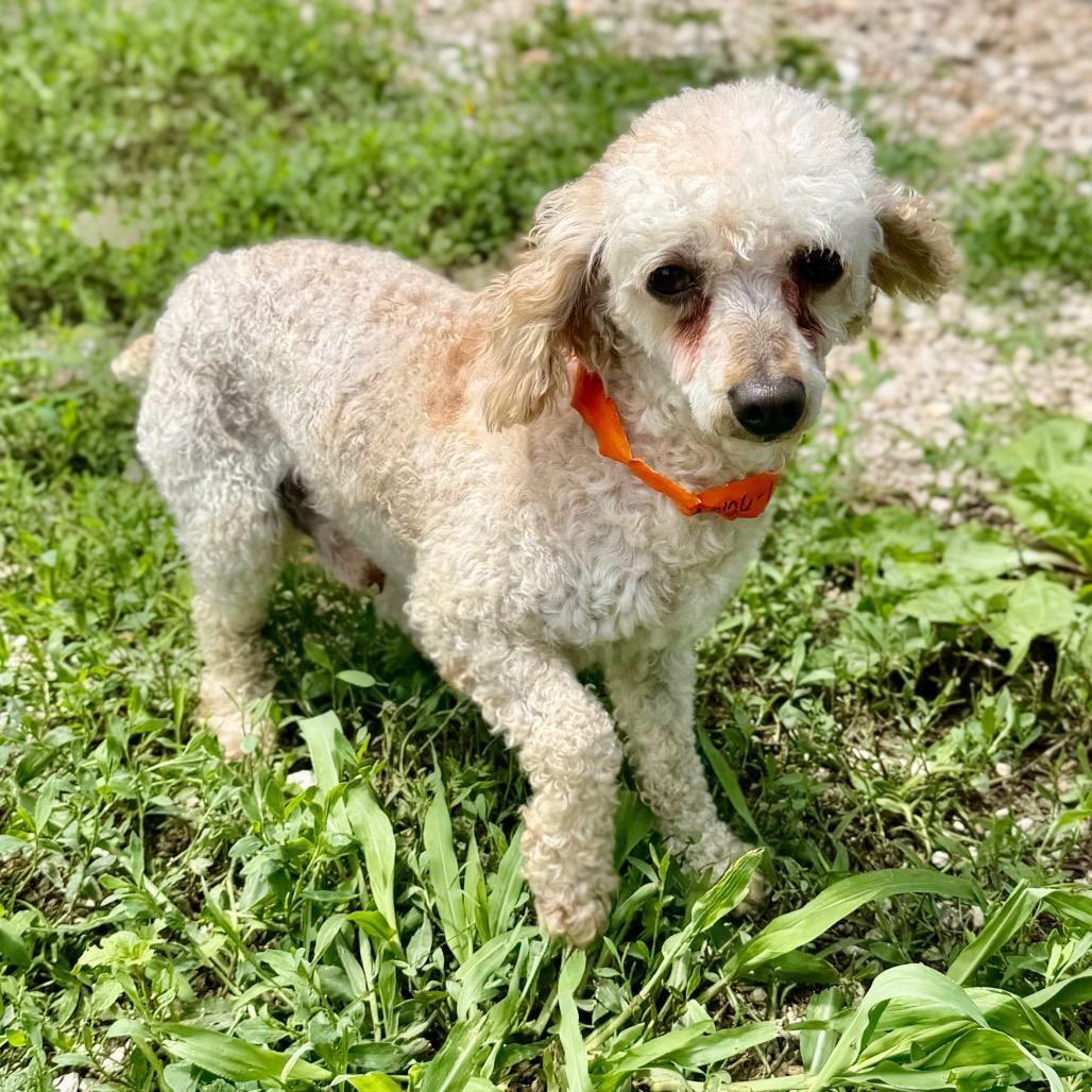 Speed - Missouri MY26-129, a Adoptable Miniature Poodle in Humansville, MO image 3/6