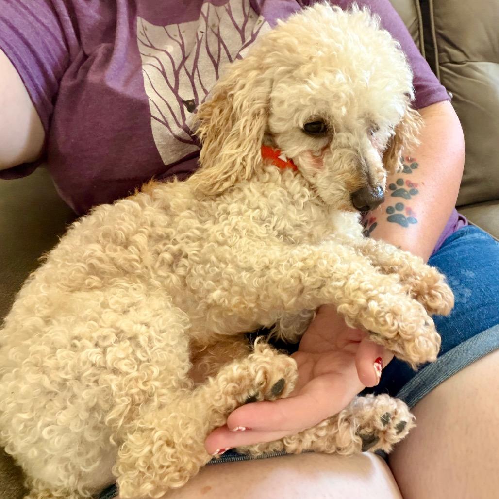 Speed - Missouri MY26-129, a Adoptable Miniature Poodle in Humansville, MO image 4/6