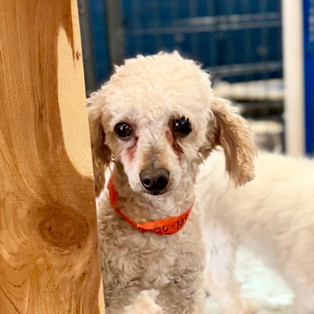 Speed - Missouri MY26-129, a Adoptable Miniature Poodle in Humansville, MO image 5/6