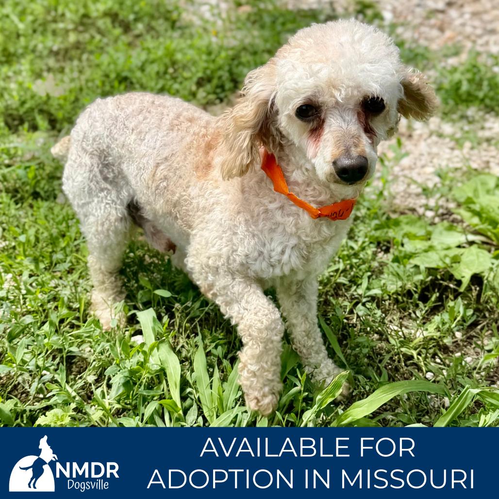 Speed - Missouri MY26-129, a Adoptable Miniature Poodle in Humansville, MO image 6/6