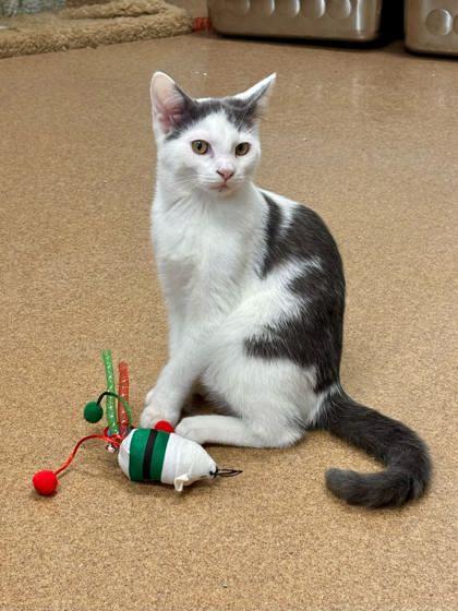 Honey Bun, Adoptable, Kitten Female Domestic Medium Hair & Domestic Short Hair.