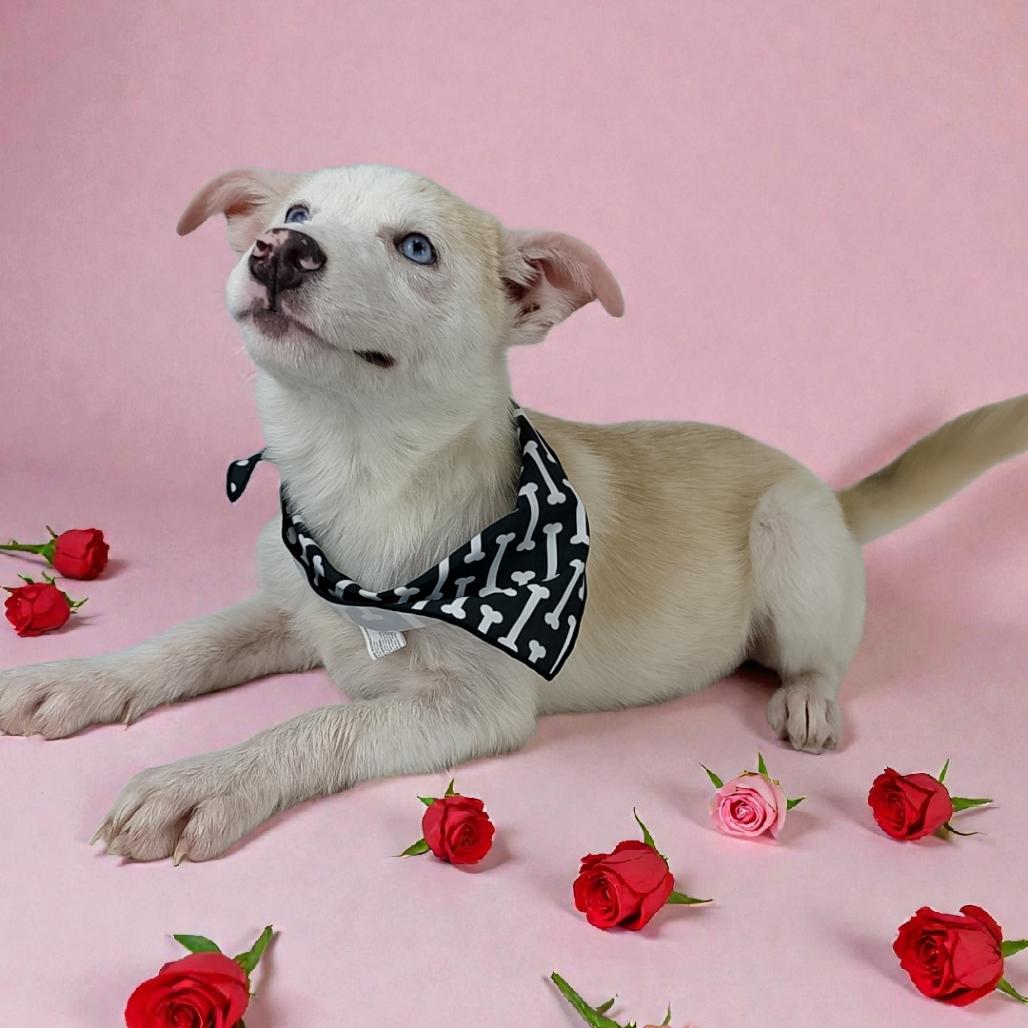 Blythe, Adoptable, Puppy Female Mixed Breed.