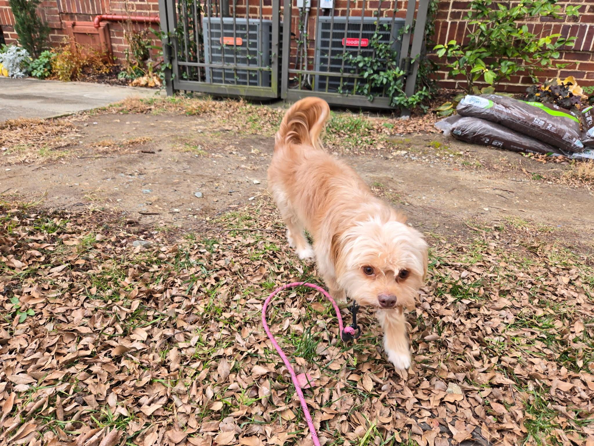 Gizmo, ADOPTABLE, Puppy Male Brussels Griffon.