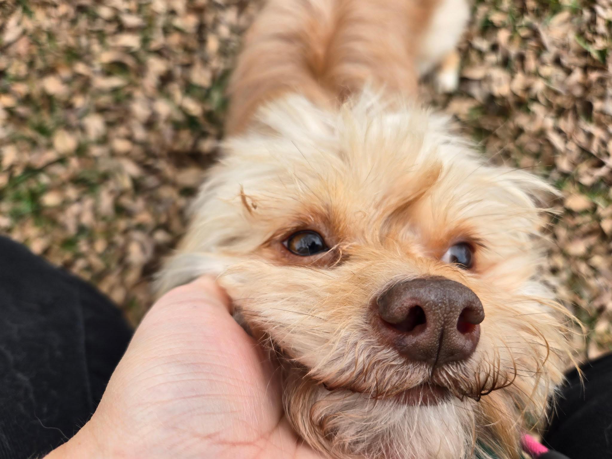 Enlarge Gizmo, a ADOPTABLE Brussels Griffon in Greensboro, NC image 2/2