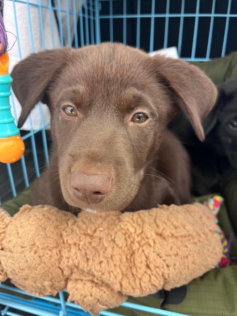 Enlarge Ben, a Adopted mixed breed in CONROE, TX image 1/1