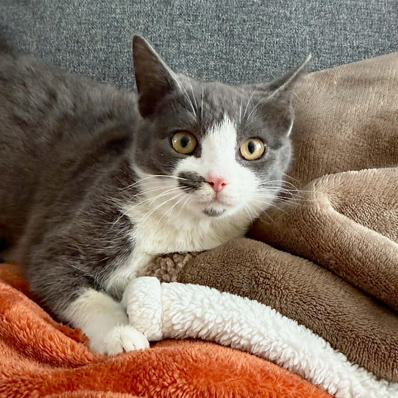 Enlarge Smooch, an adopted Domestic Short Hair in LEETONIA, OH image 1/3