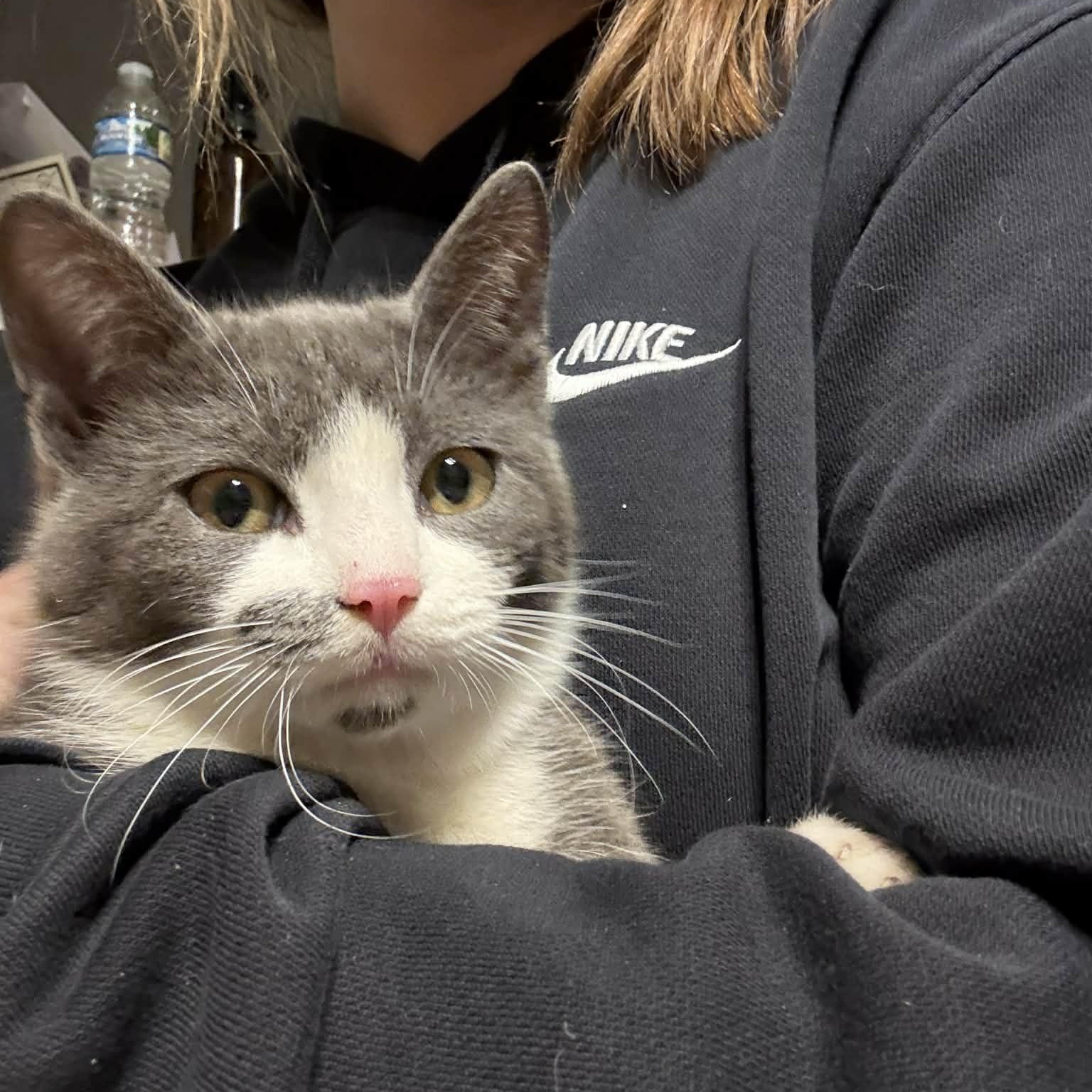 Enlarge Smooch, an adopted Domestic Short Hair in LEETONIA, OH image 3/3