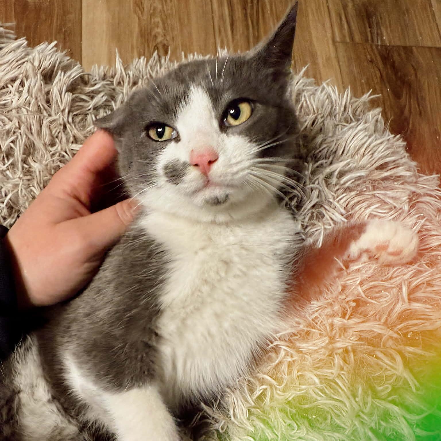 Enlarge Smooch, an adopted Domestic Short Hair in LEETONIA, OH image 2/3