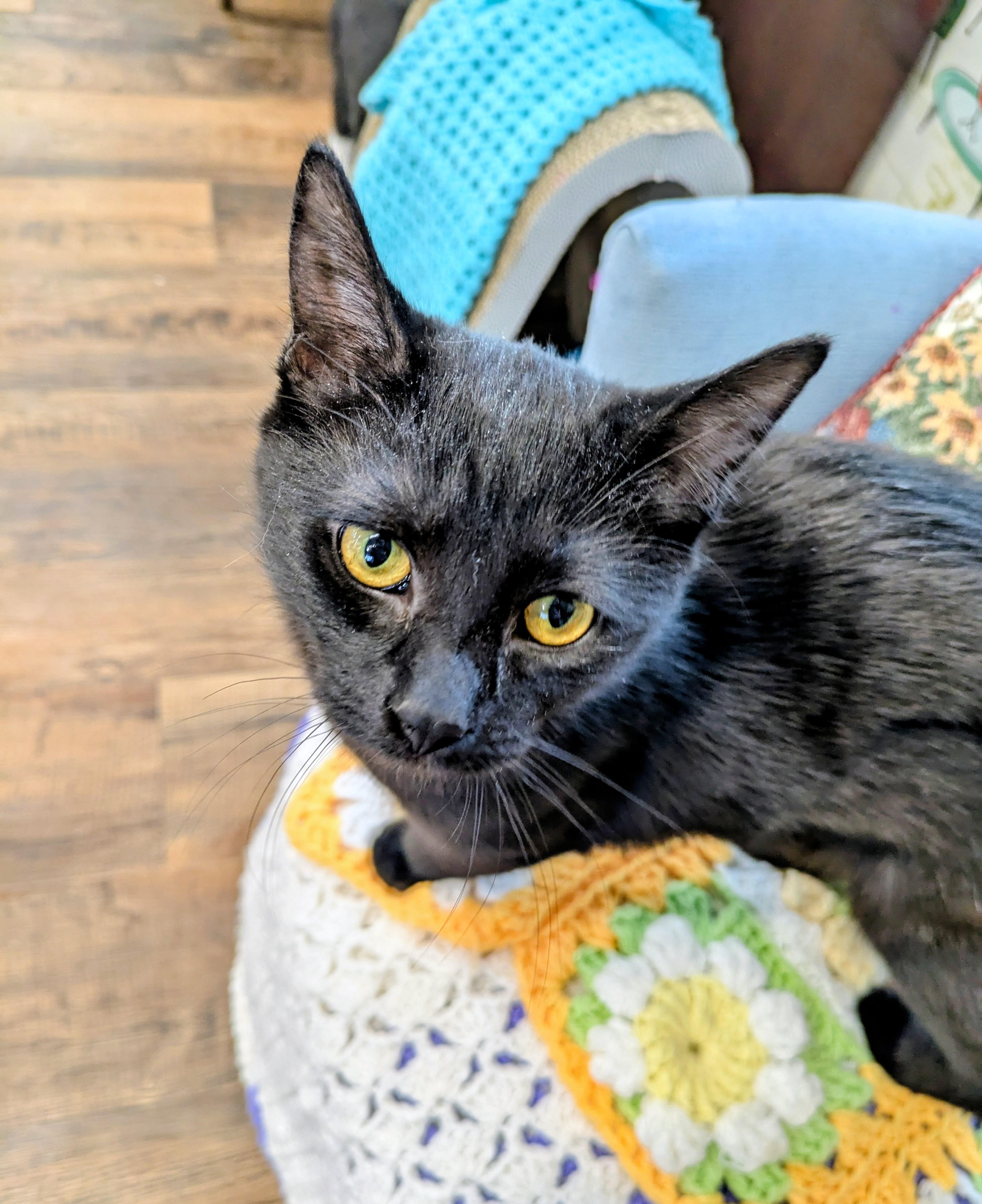 Holly, adopted, Young Female American Shorthair.