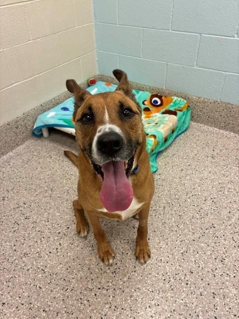 Enlarge BUKY, a Adoptable mixed breed in Brighton, CO image 1/1