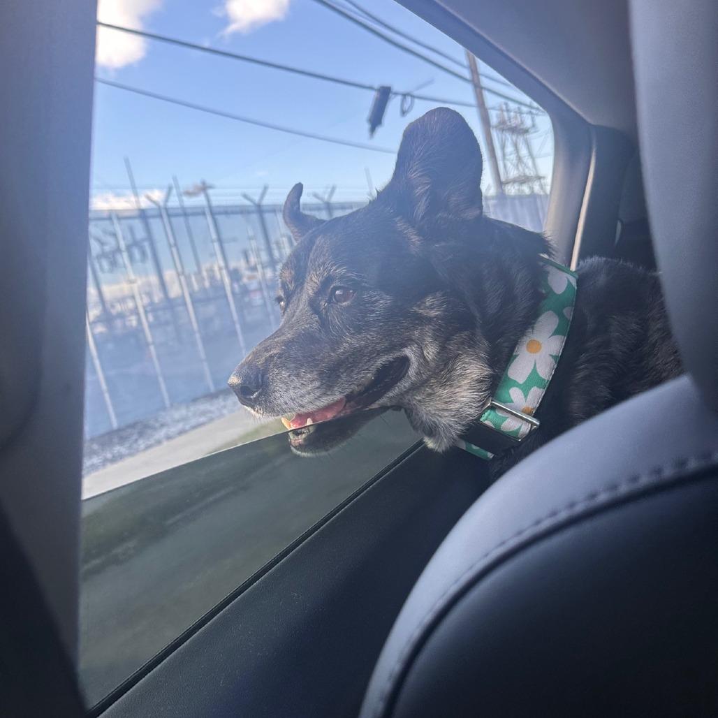 Mercedes, Adoptable, Senior Female Mixed Breed.