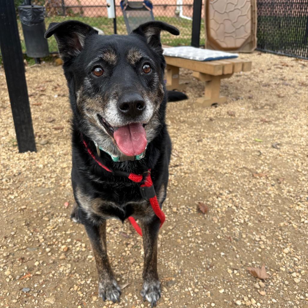 Enlarge Mercedes, a Adoptable Mixed Breed in Philadelphia, PA image 1/6