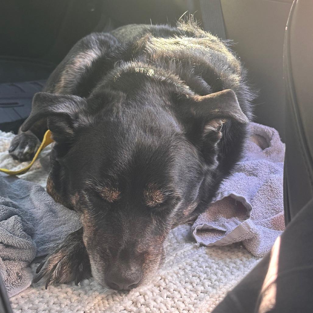 Mercedes, a Adoptable Mixed Breed in Philadelphia, PA image 3/6