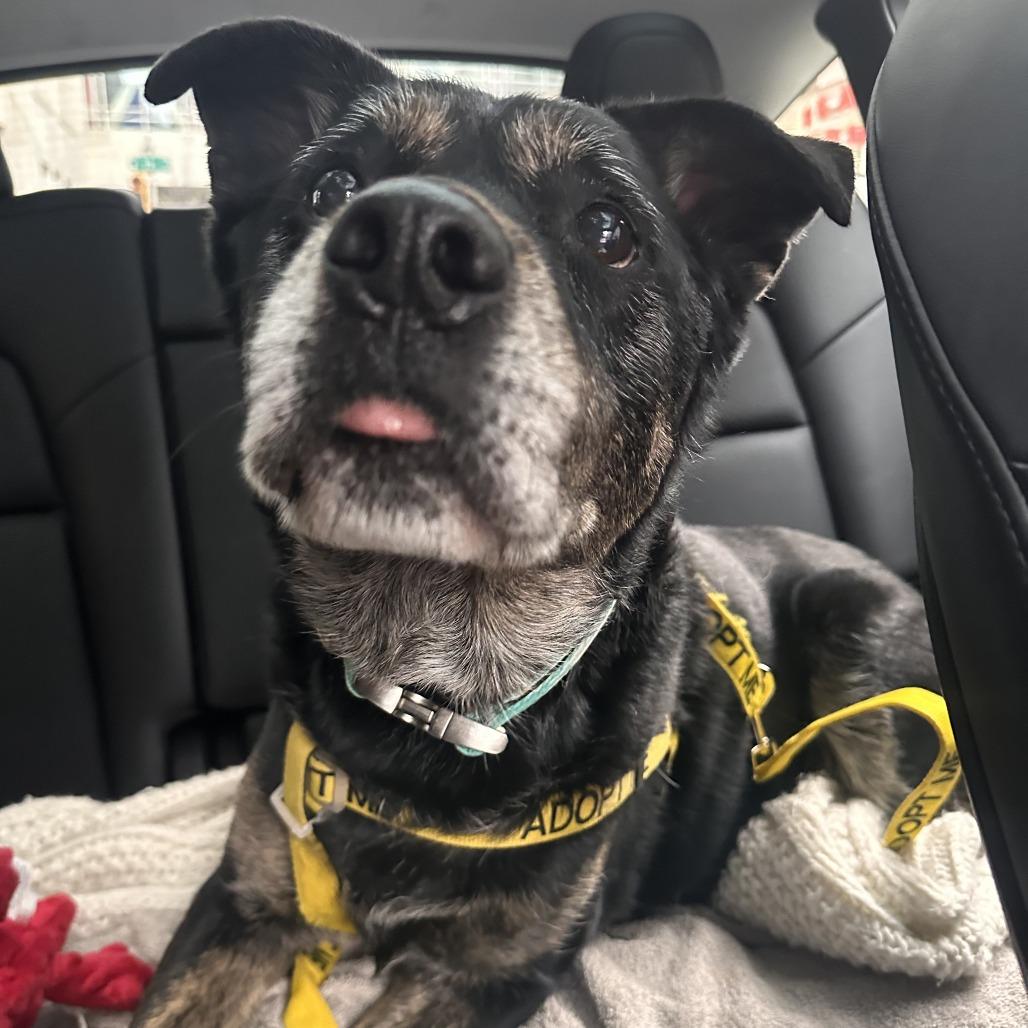 Mercedes, a Adoptable Mixed Breed in Philadelphia, PA image 4/6