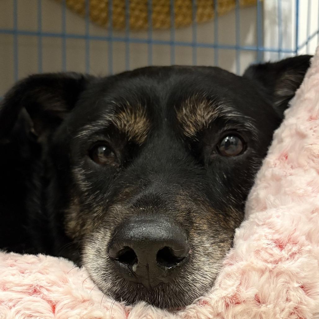 Enlarge Mercedes, a Adoptable Mixed Breed in Philadelphia, PA image 5/6