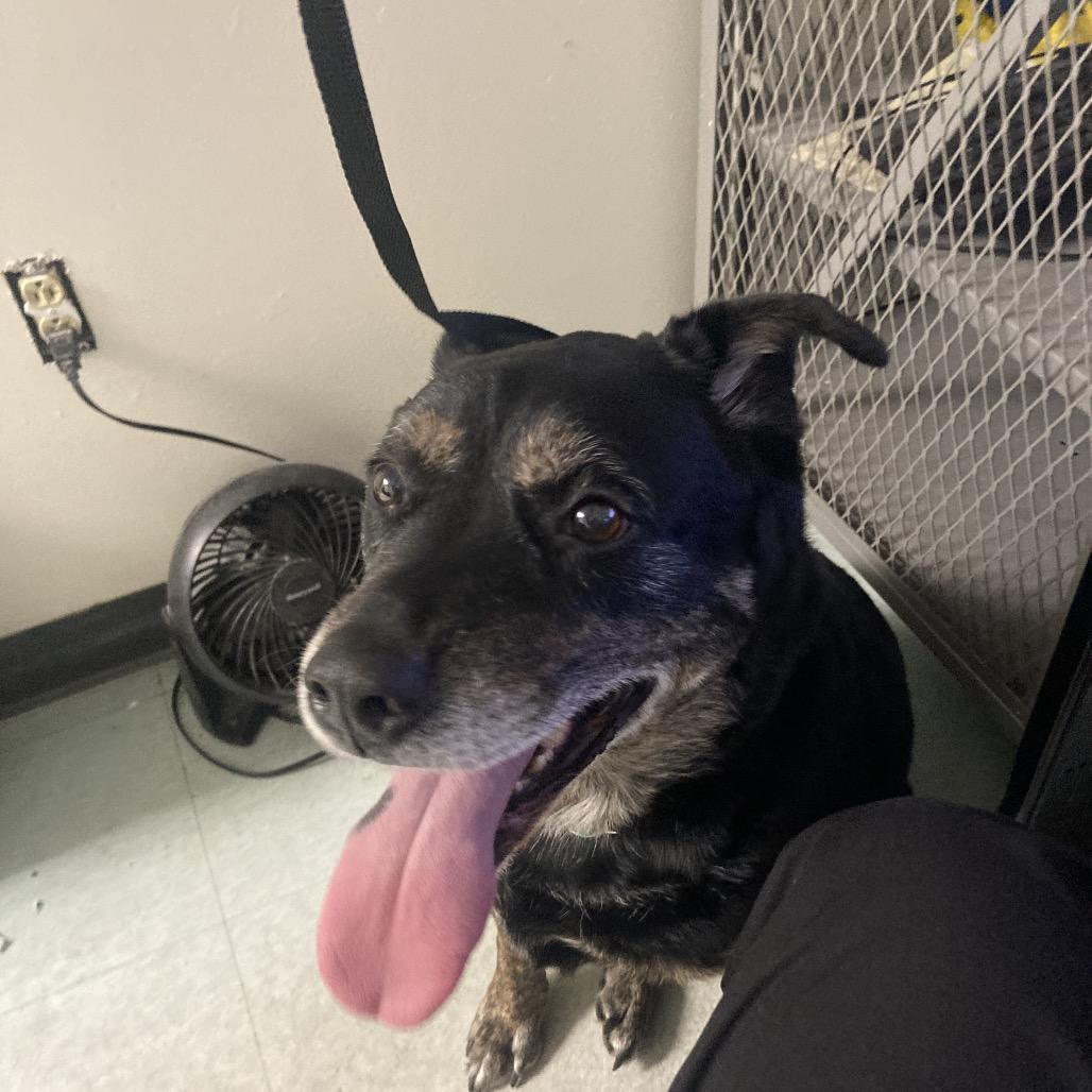 Mercedes, a Adoptable Mixed Breed in Philadelphia, PA image 6/6