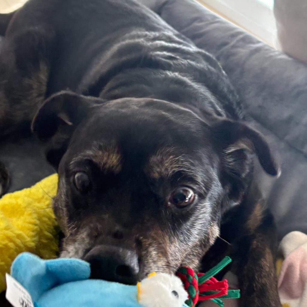 Enlarge Mercedes, a Adoptable Mixed Breed in Philadelphia, PA image 6/6