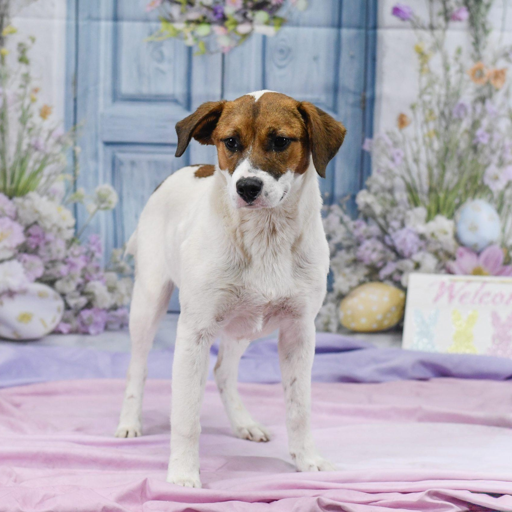 Enlarge Henry, a ADOPTABLE Mixed Breed in Defuniak Springs, FL image 1/1