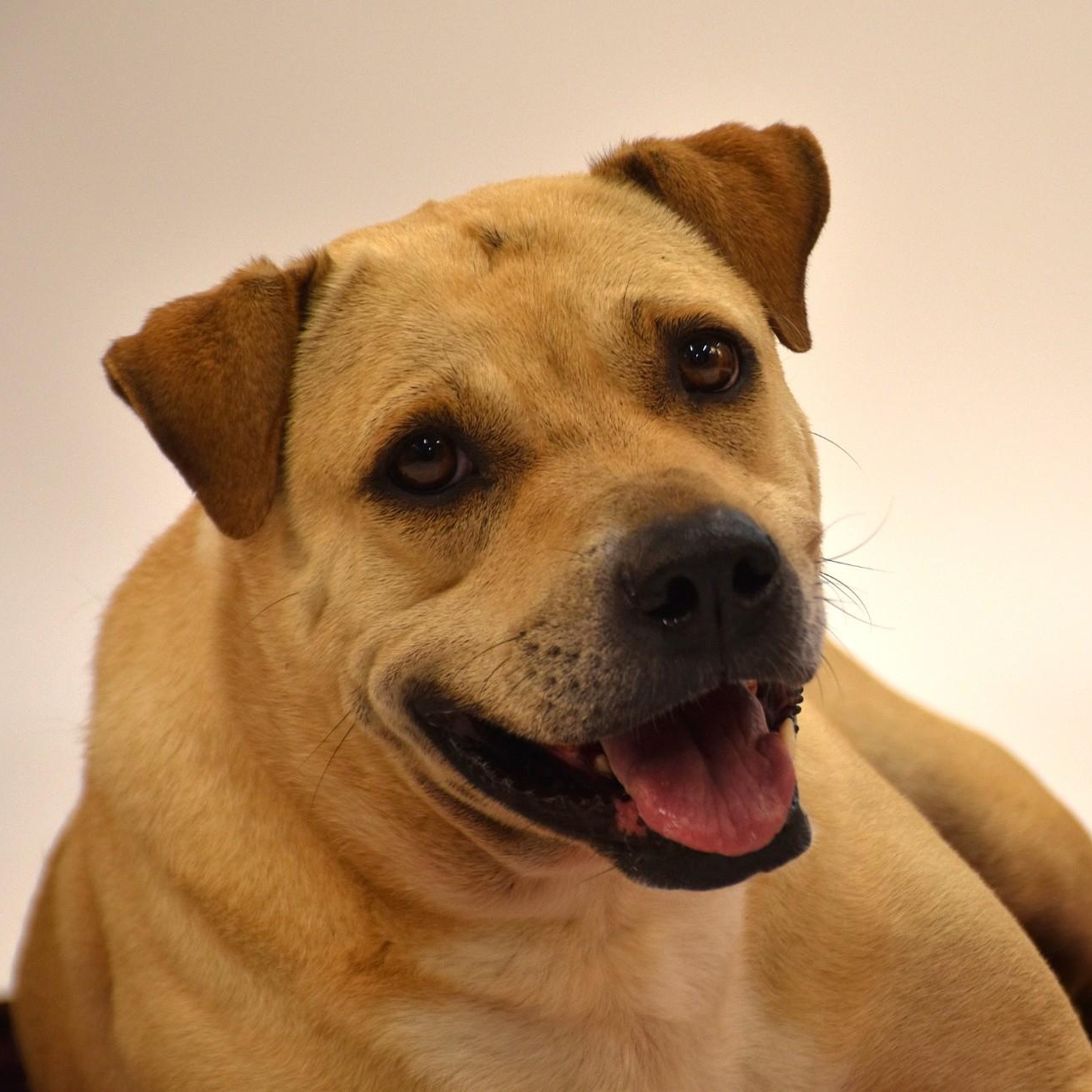 Marissa, adoptable, Adult Female Yellow Labrador Retriever & Terrier.
