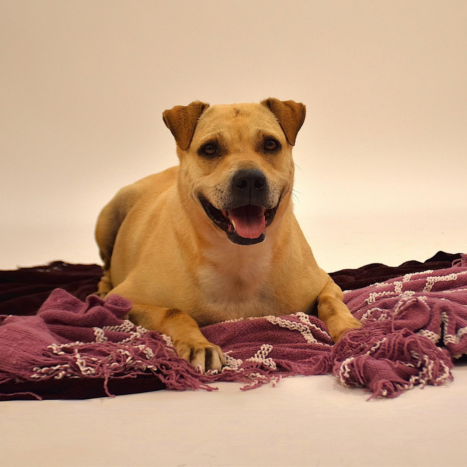Marissa, a Adoptable mixed breed in Belchertown, MA image 4/6